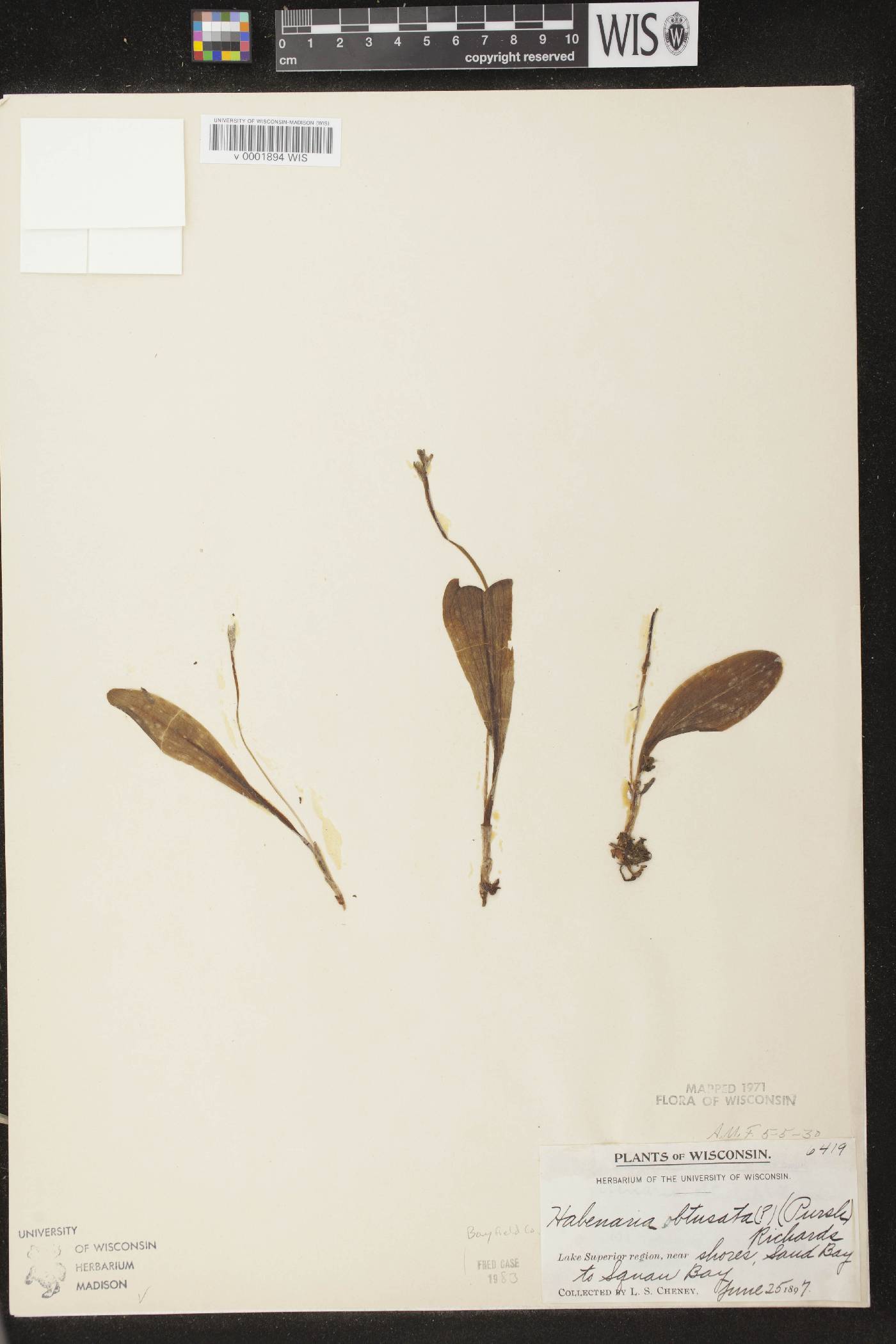 Platanthera obtusata image