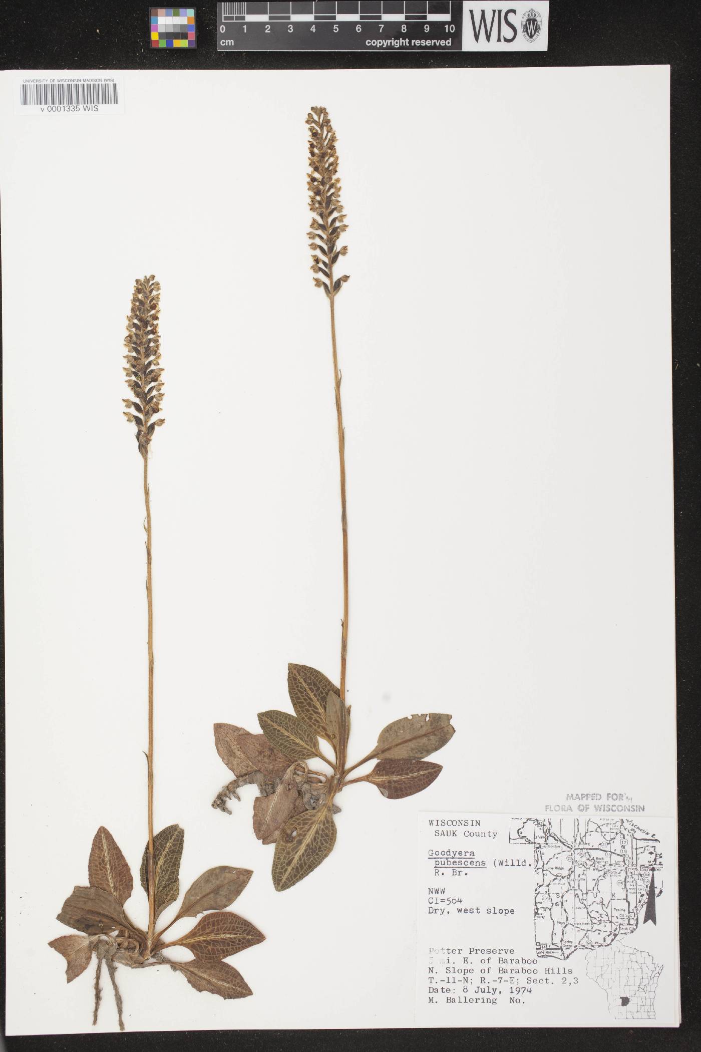Goodyera pubescens image