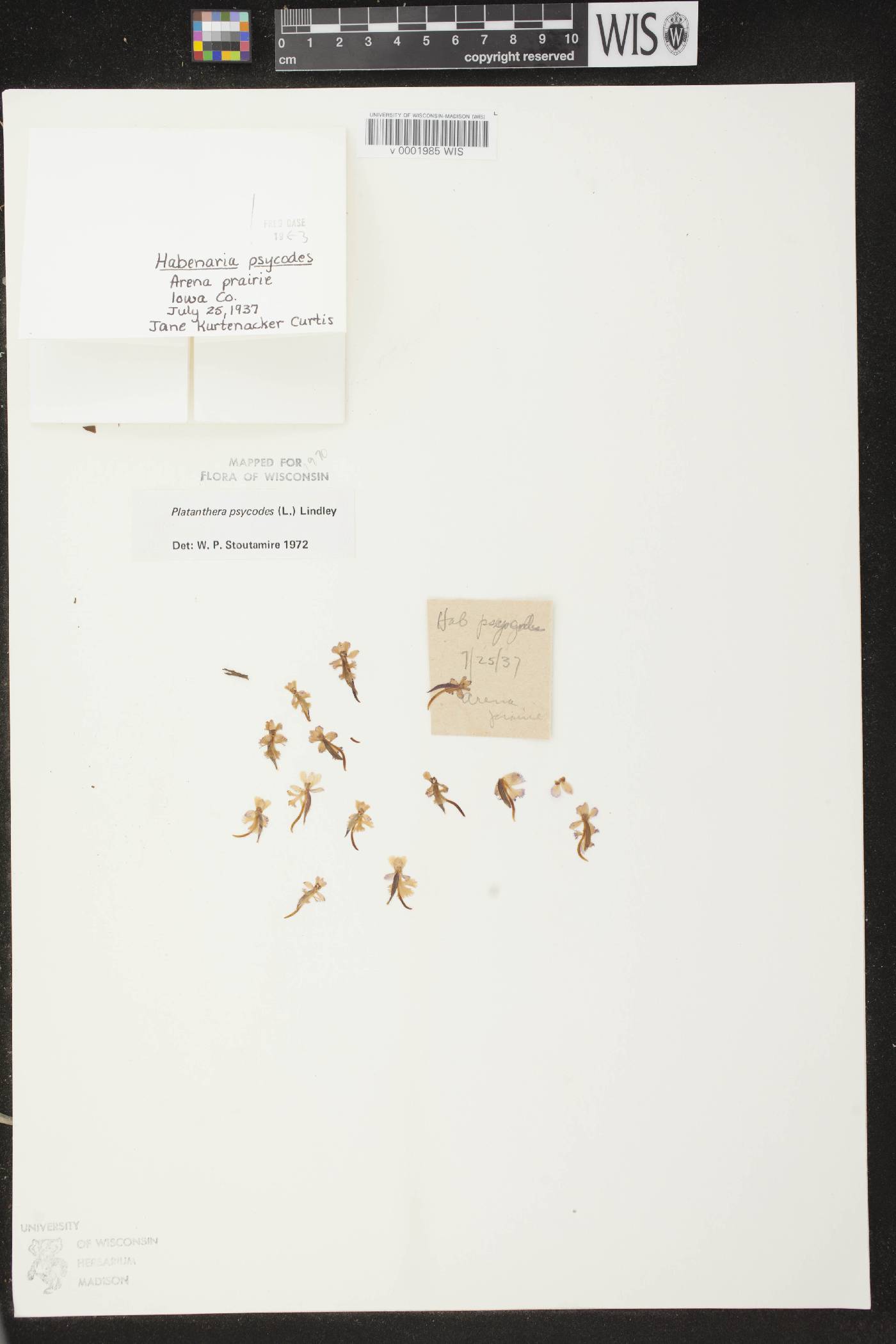 Platanthera psycodes image