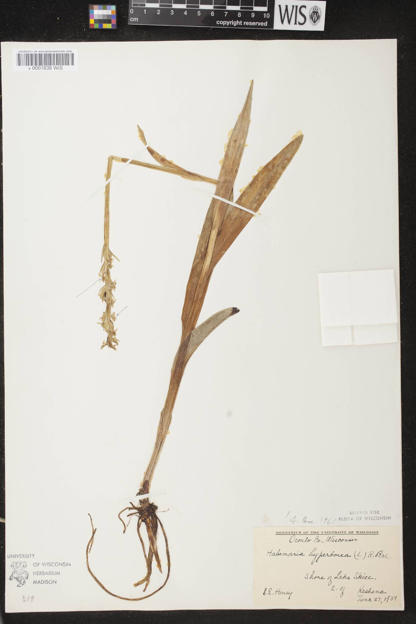 Platanthera huronensis image