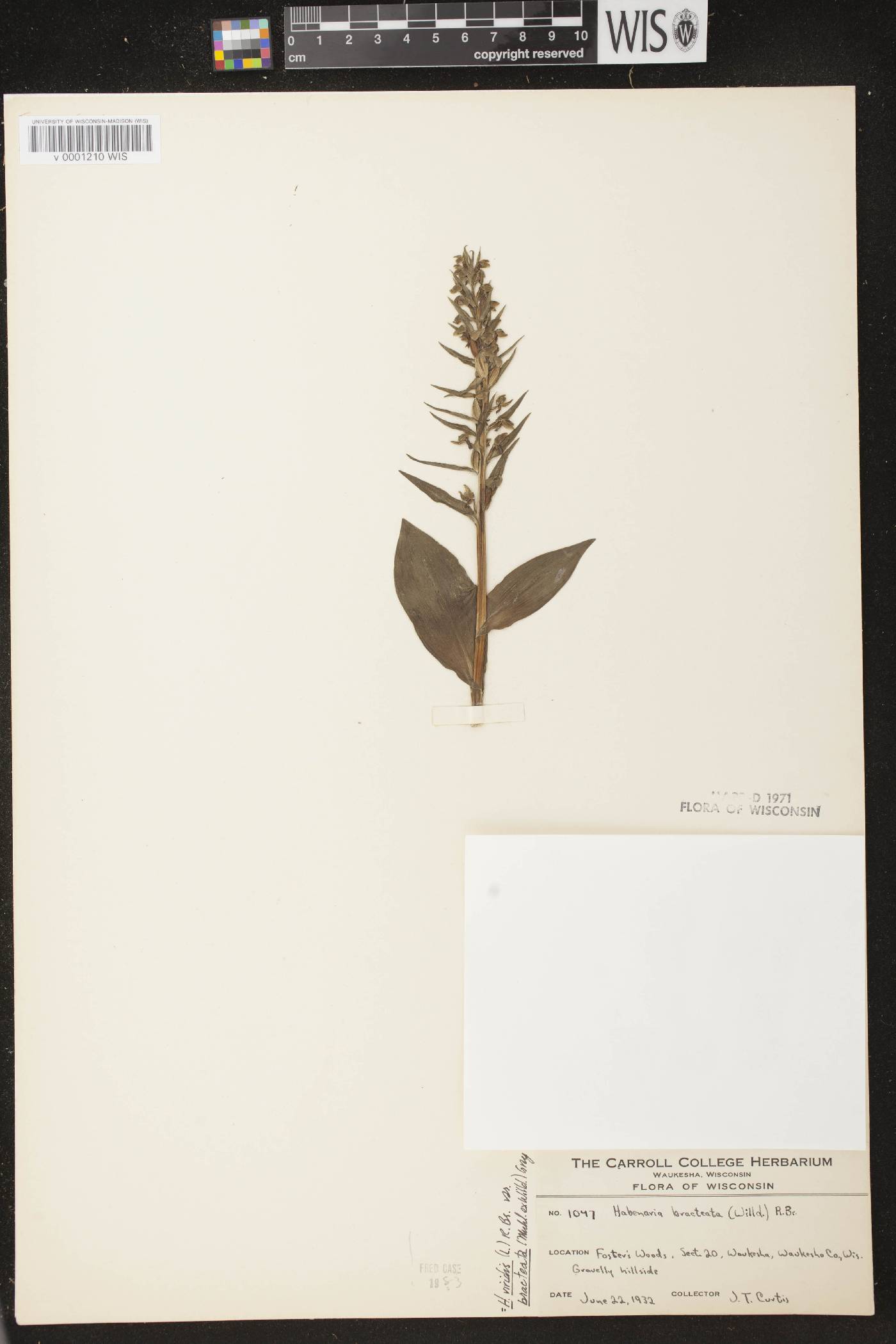 Coeloglossum viride var. virescens image