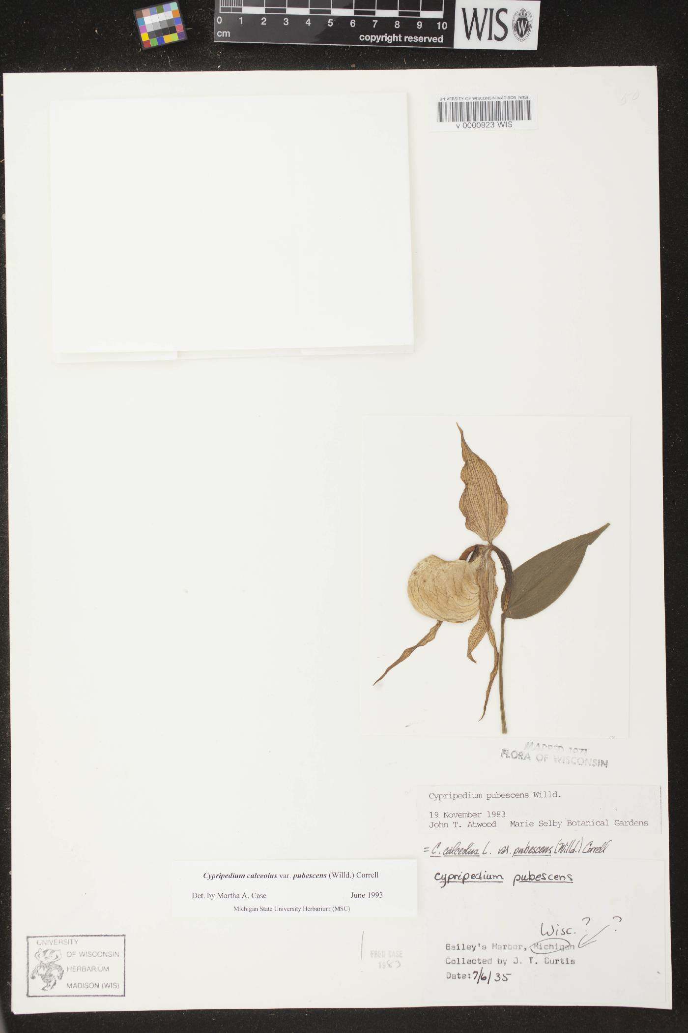 Cypripedium parviflorum var. pubescens image