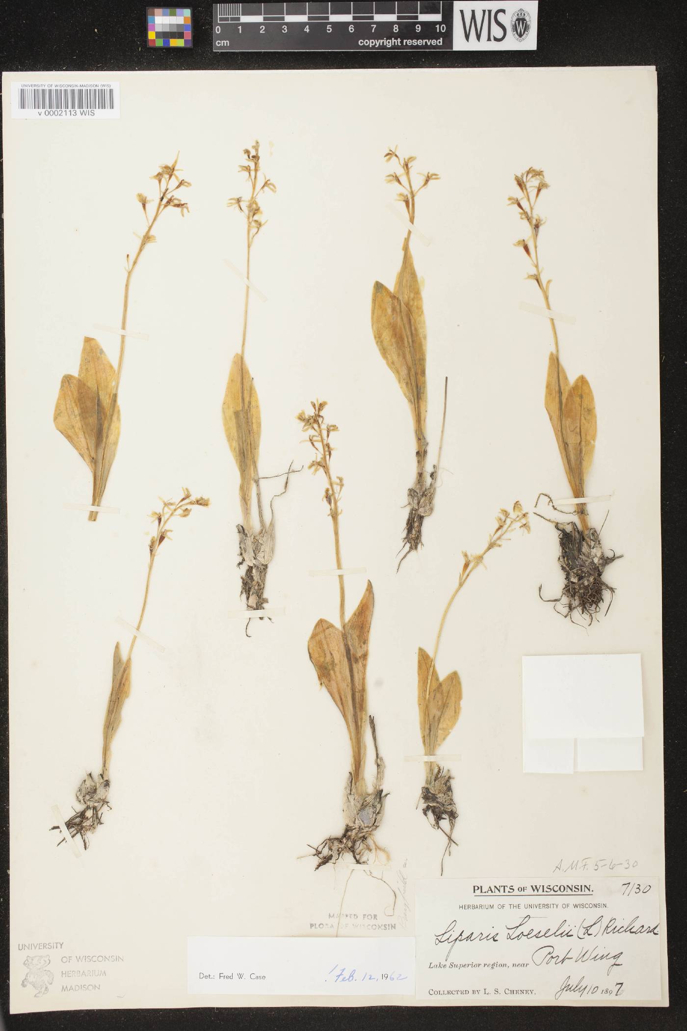Liparis loeselii image