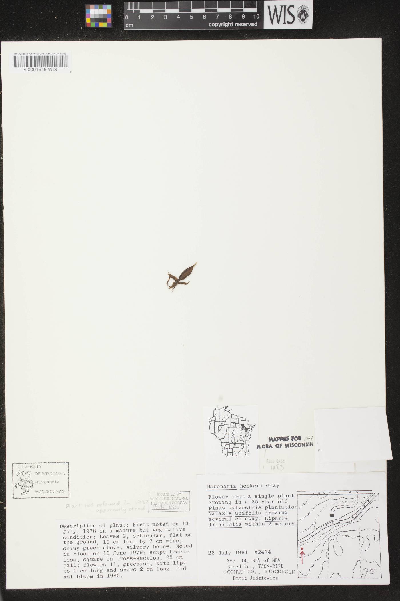 Platanthera hookeri image