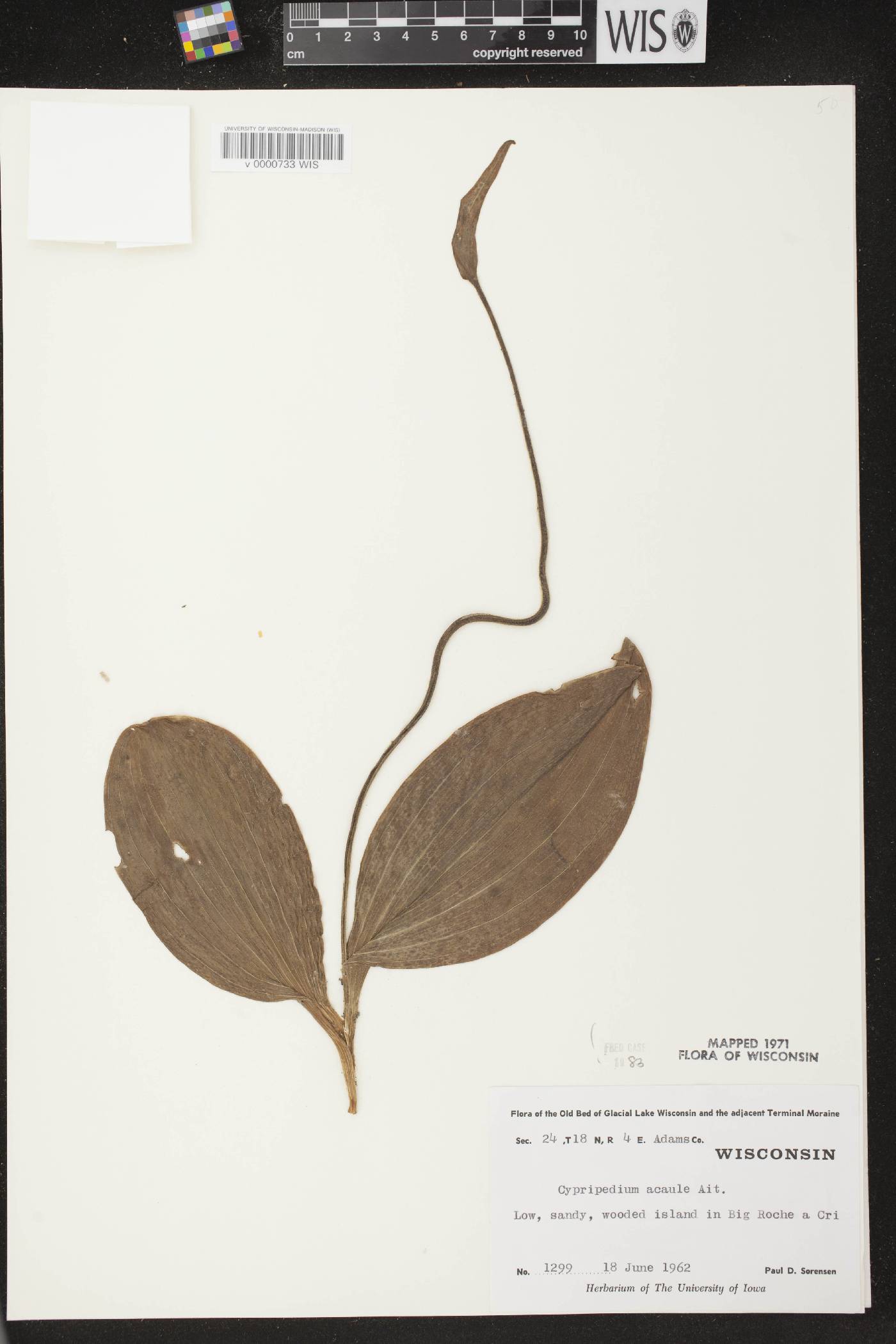 Cypripedium acaule image