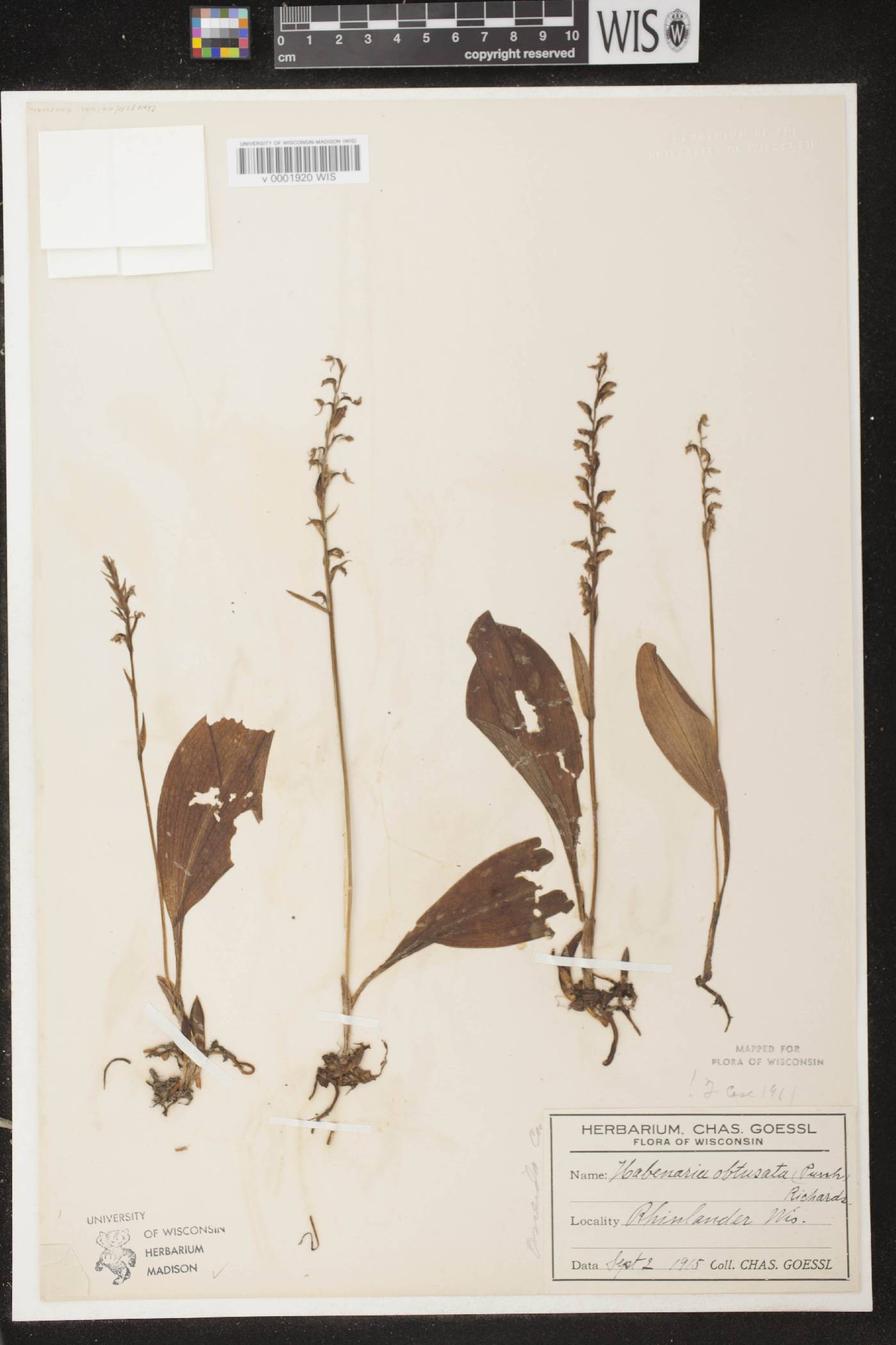 Platanthera obtusata image