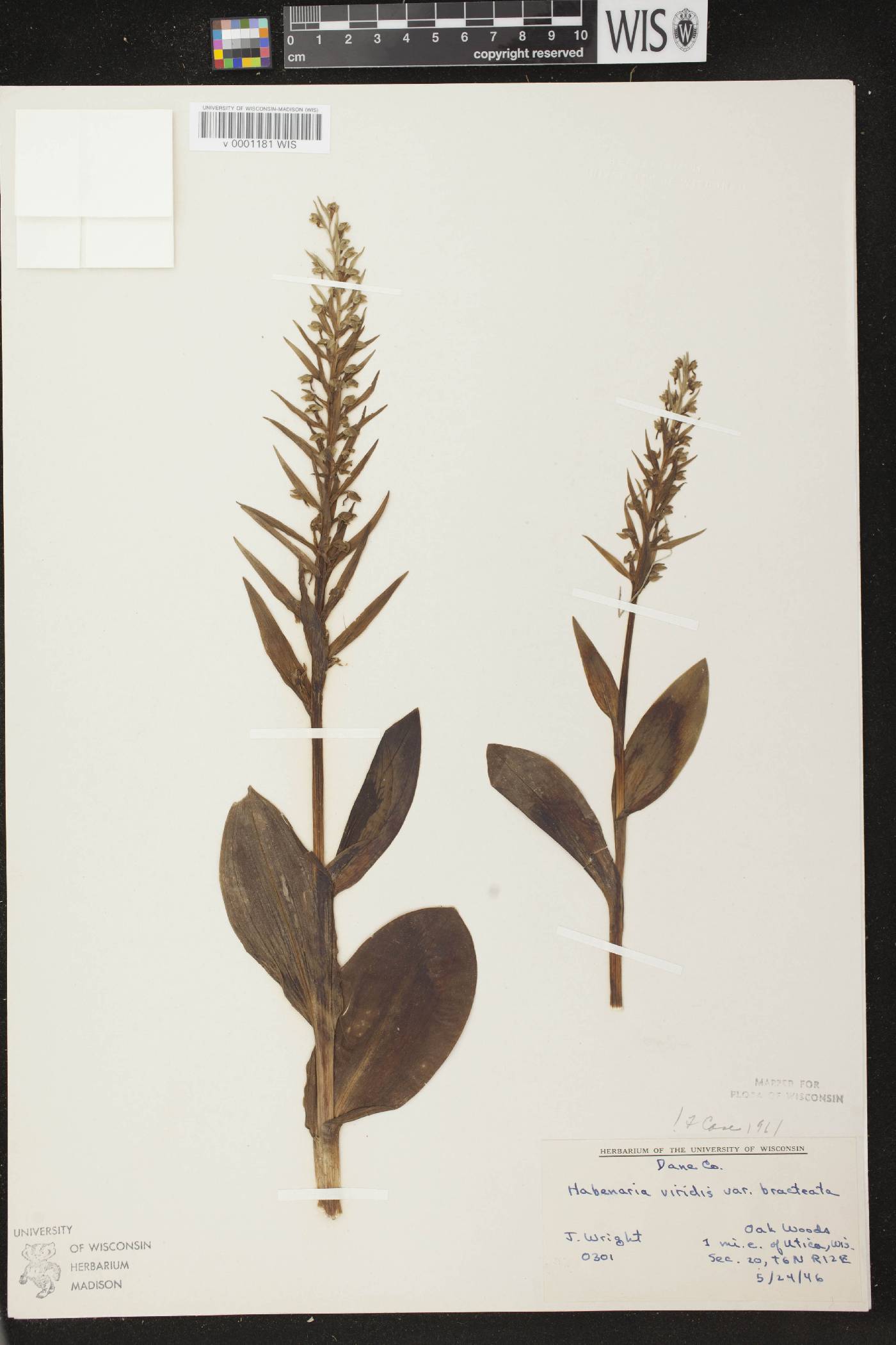 Coeloglossum viride var. virescens image