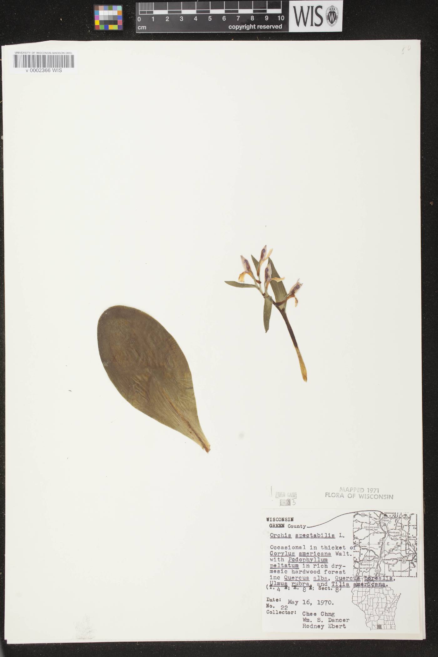 Galearis spectabilis image