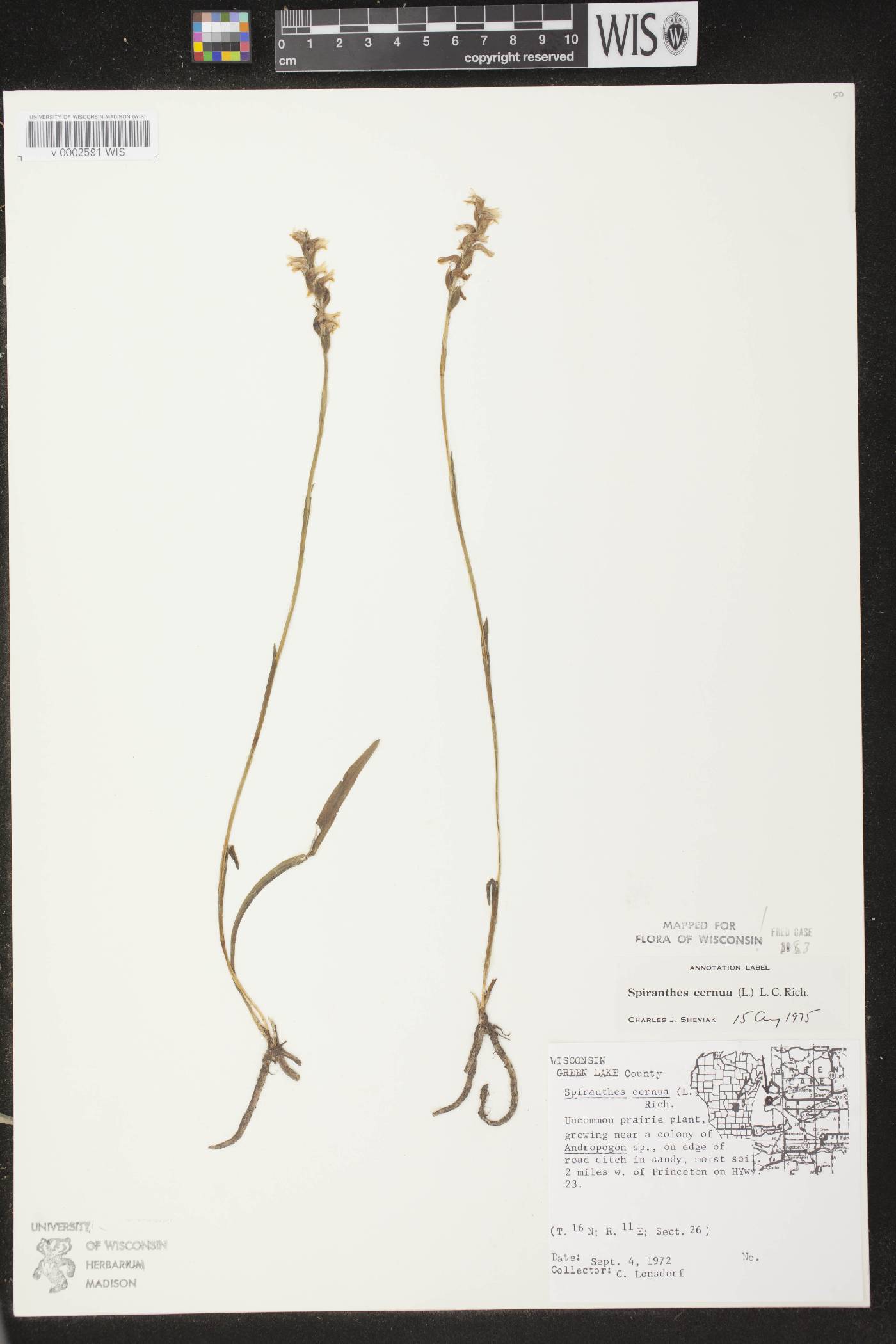 Spiranthes cernua image