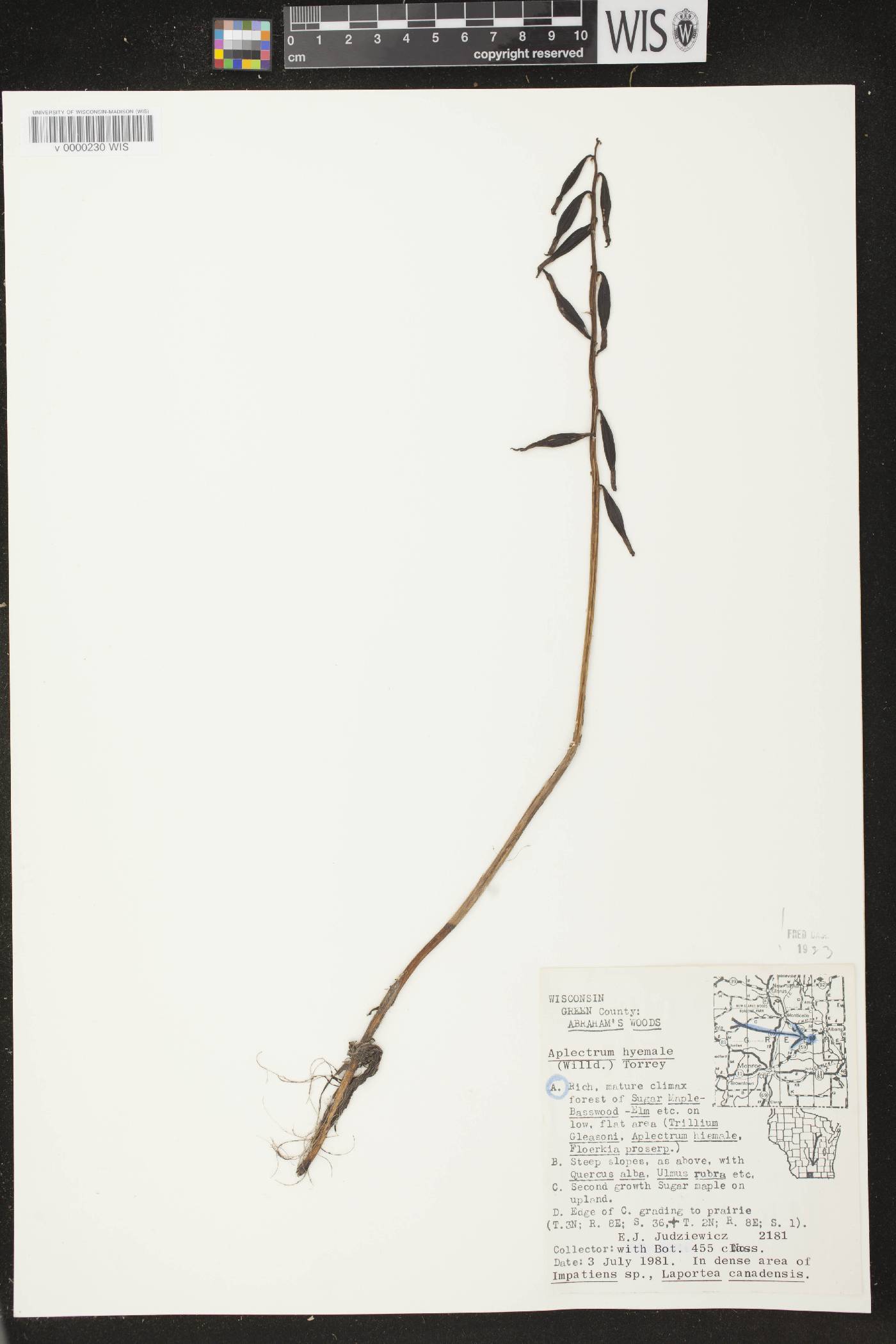 Aplectrum hyemale image
