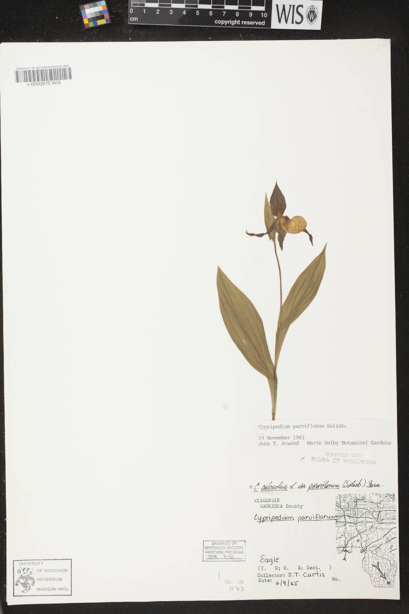Cypripedium parviflorum image