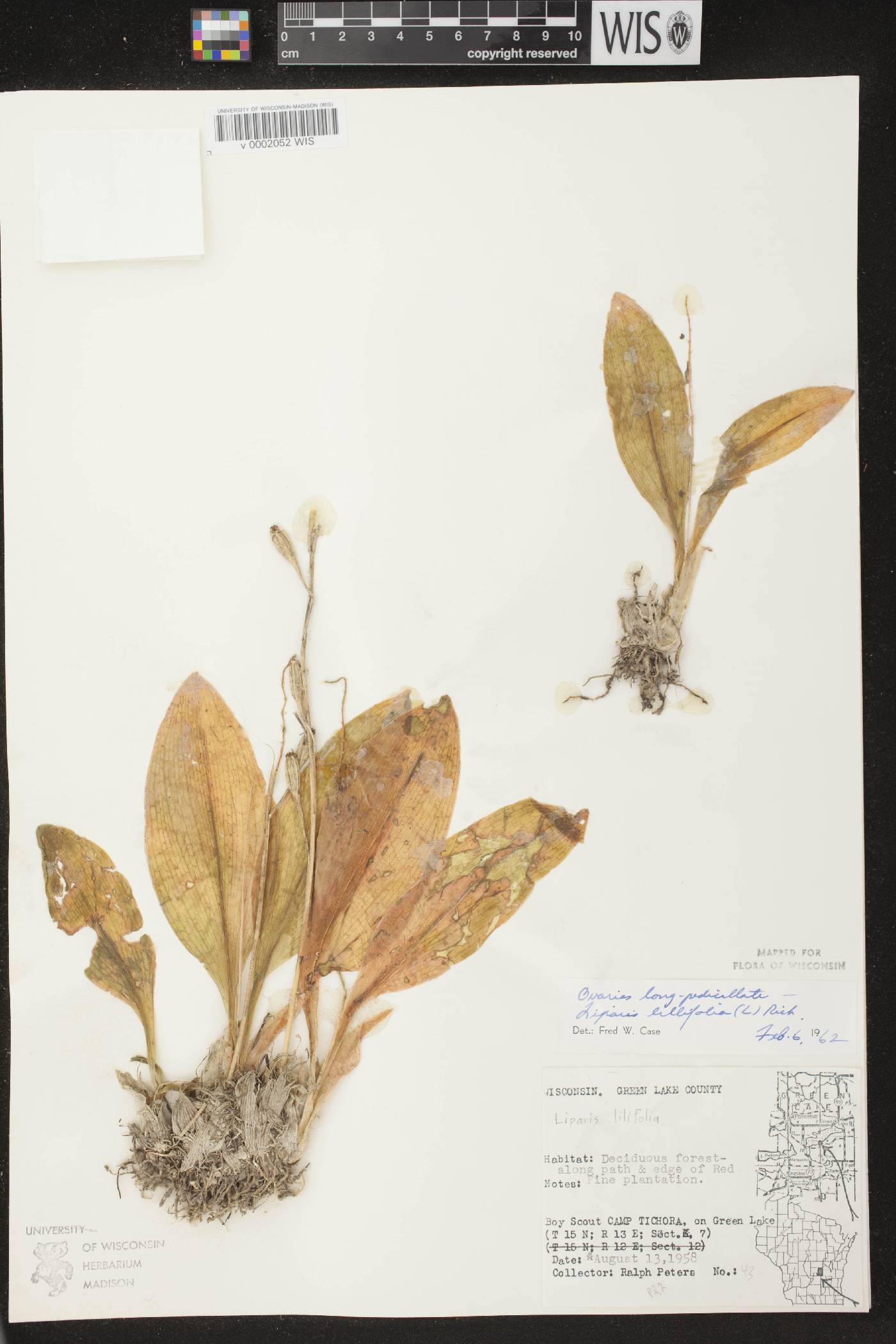 Liparis liliifolia image
