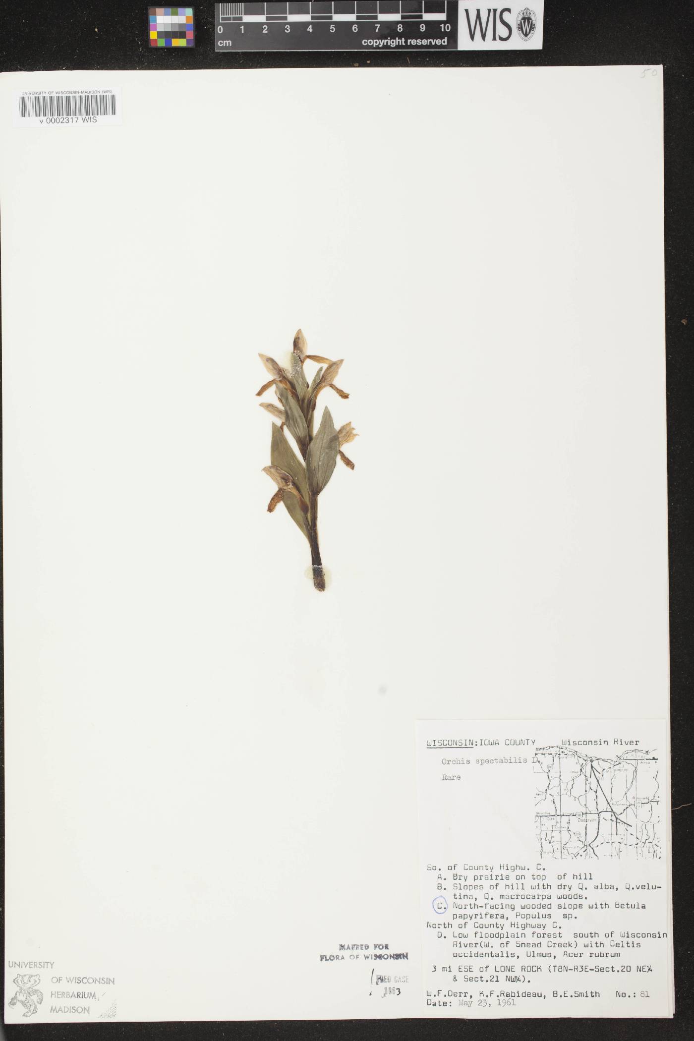 Galearis spectabilis image