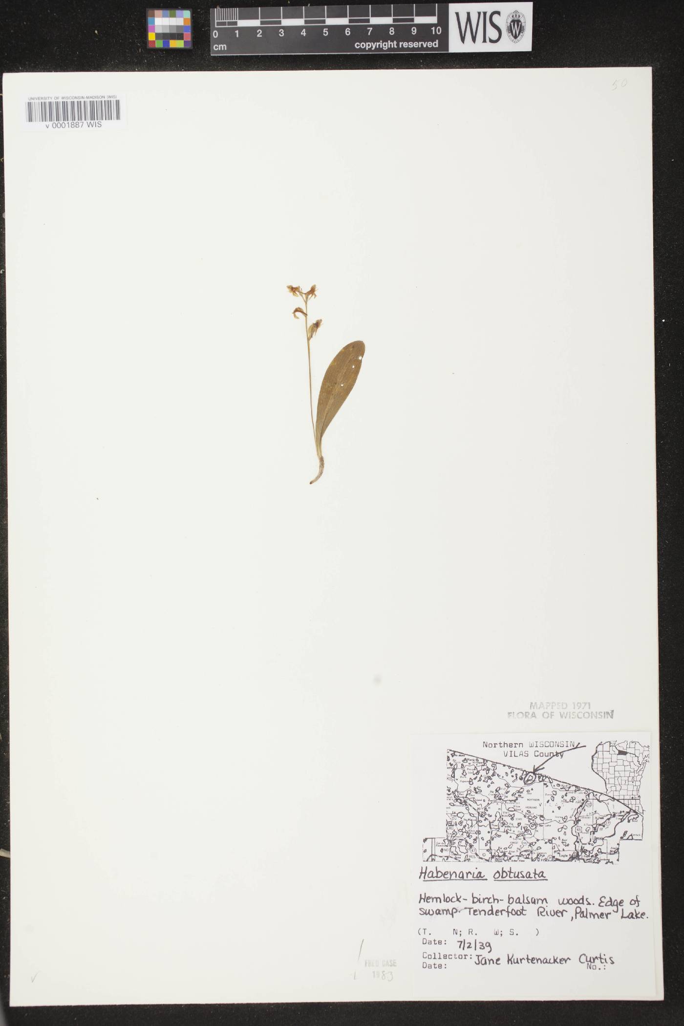 Platanthera obtusata image