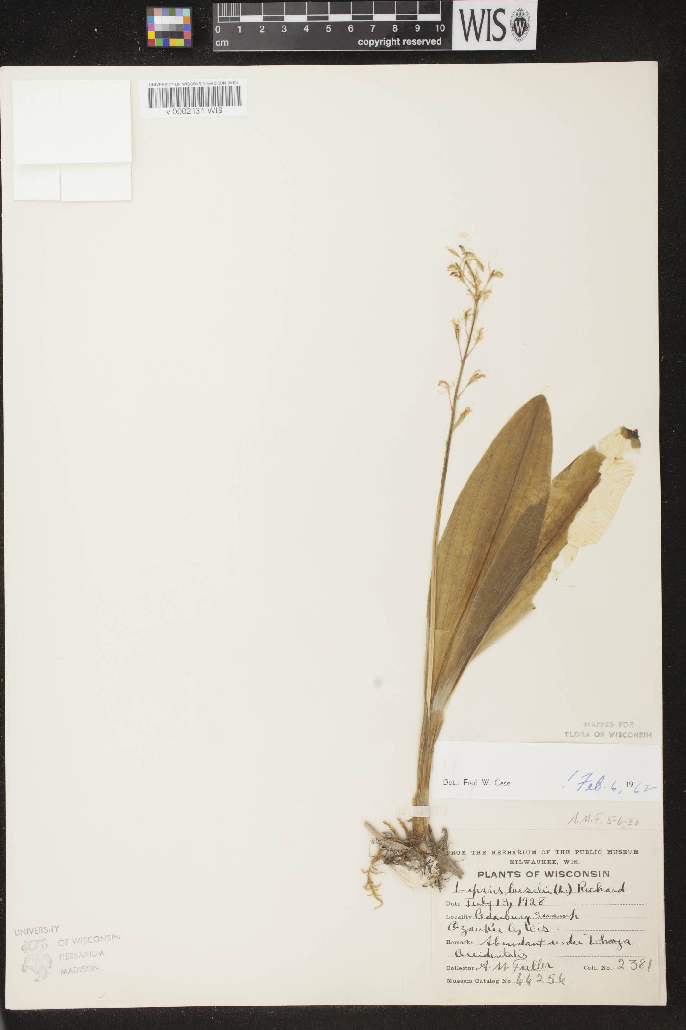 Liparis loeselii image