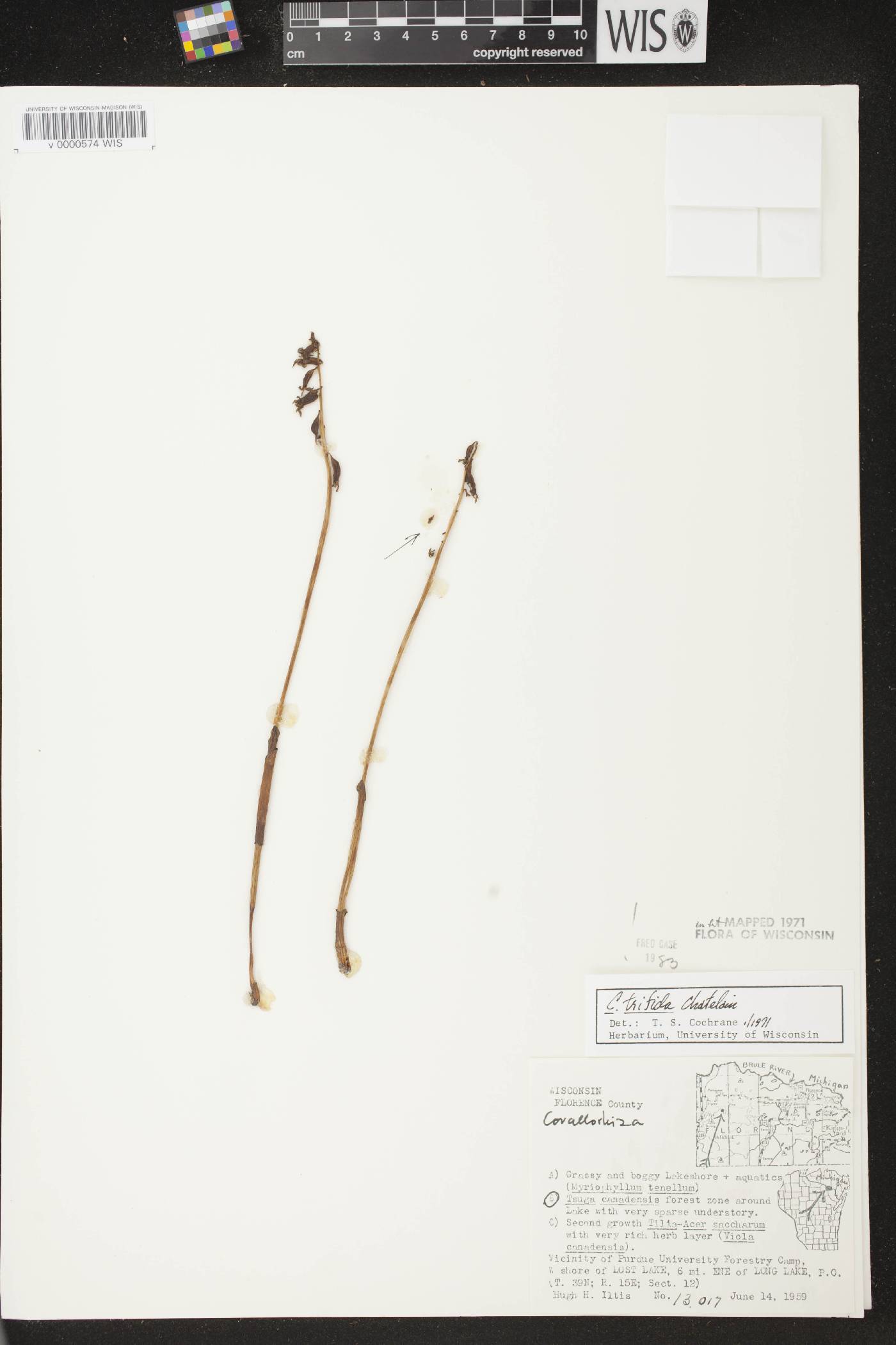 Corallorhiza trifida image