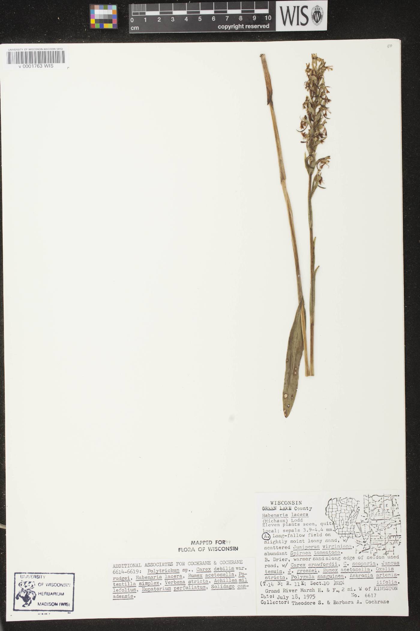 Platanthera lacera image