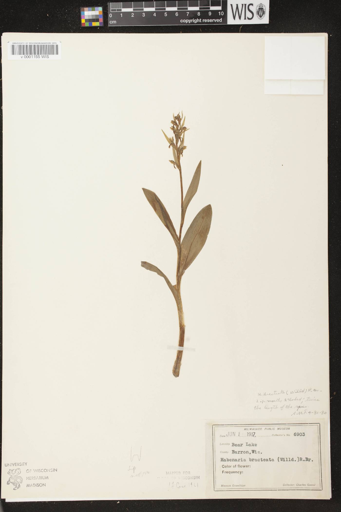 Coeloglossum viride var. virescens image