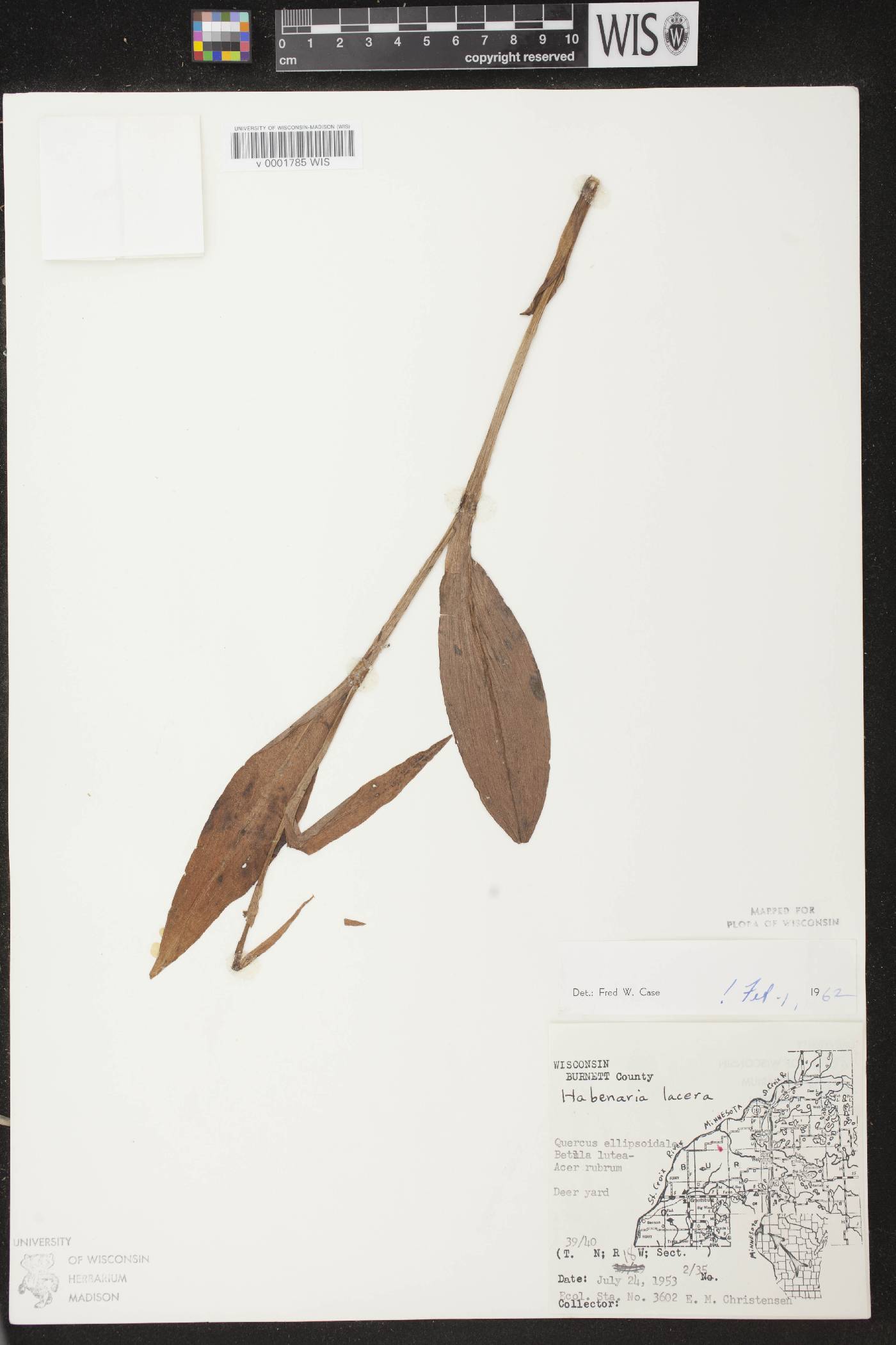 Platanthera lacera image