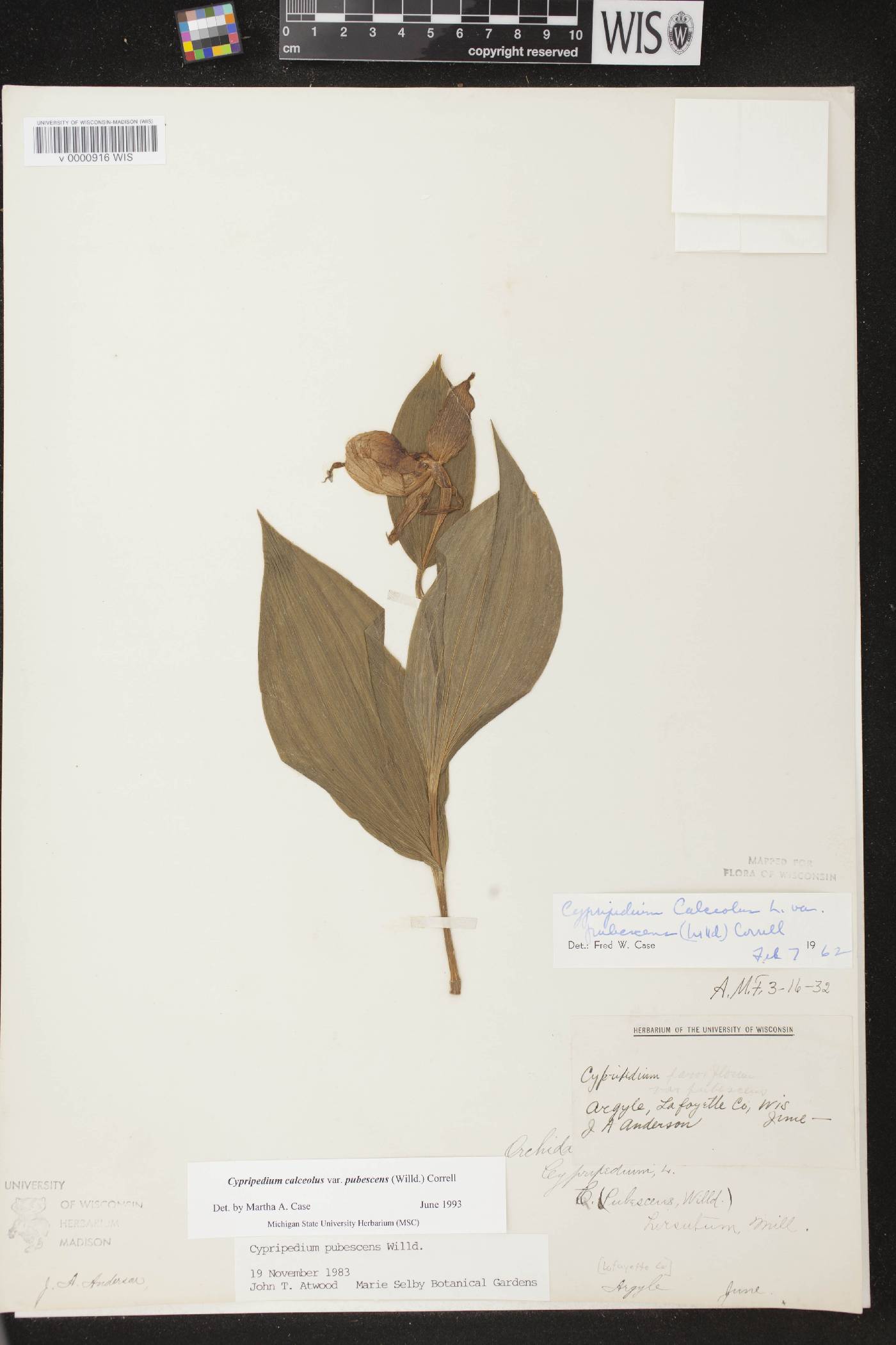 Cypripedium parviflorum image
