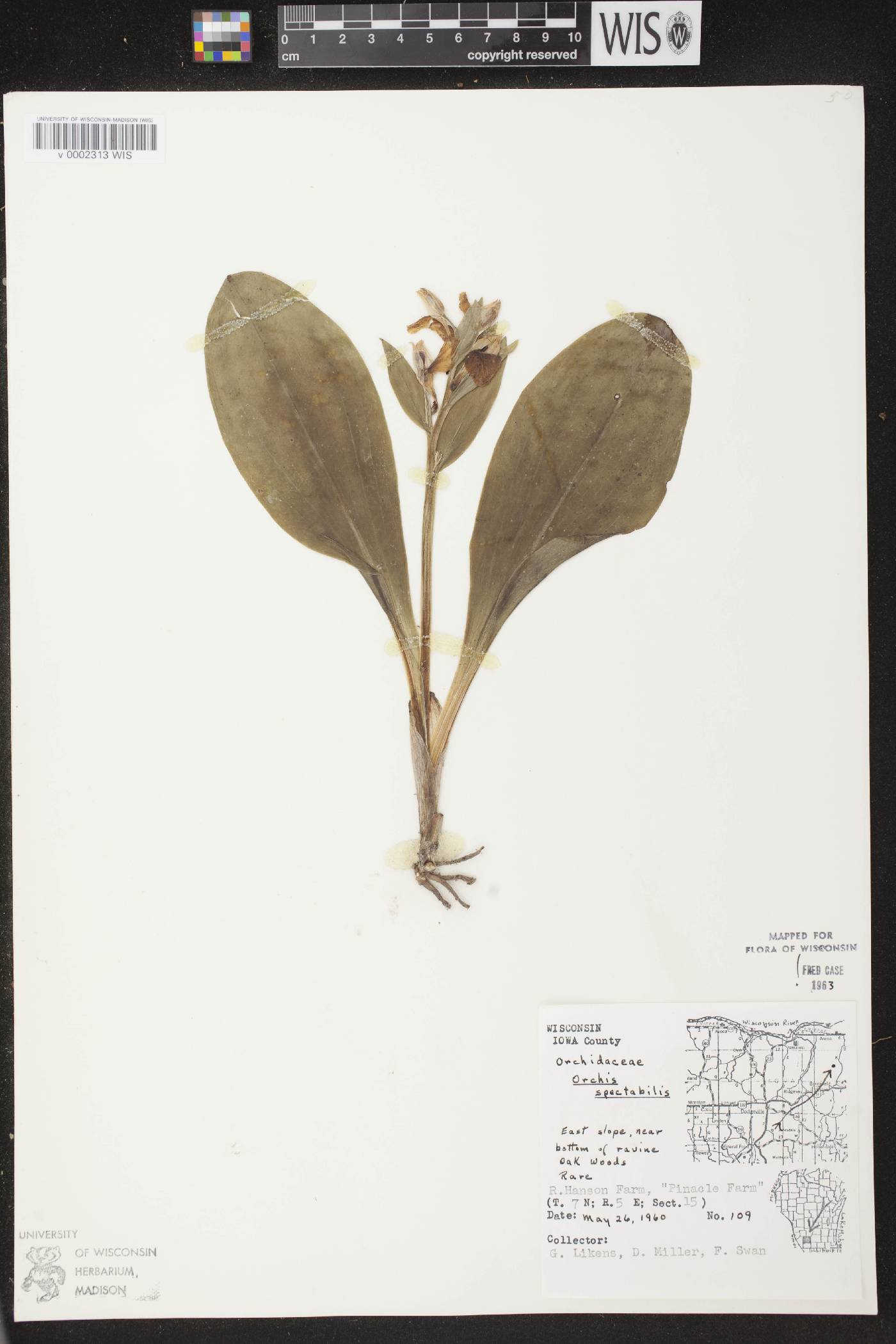 Galearis spectabilis image