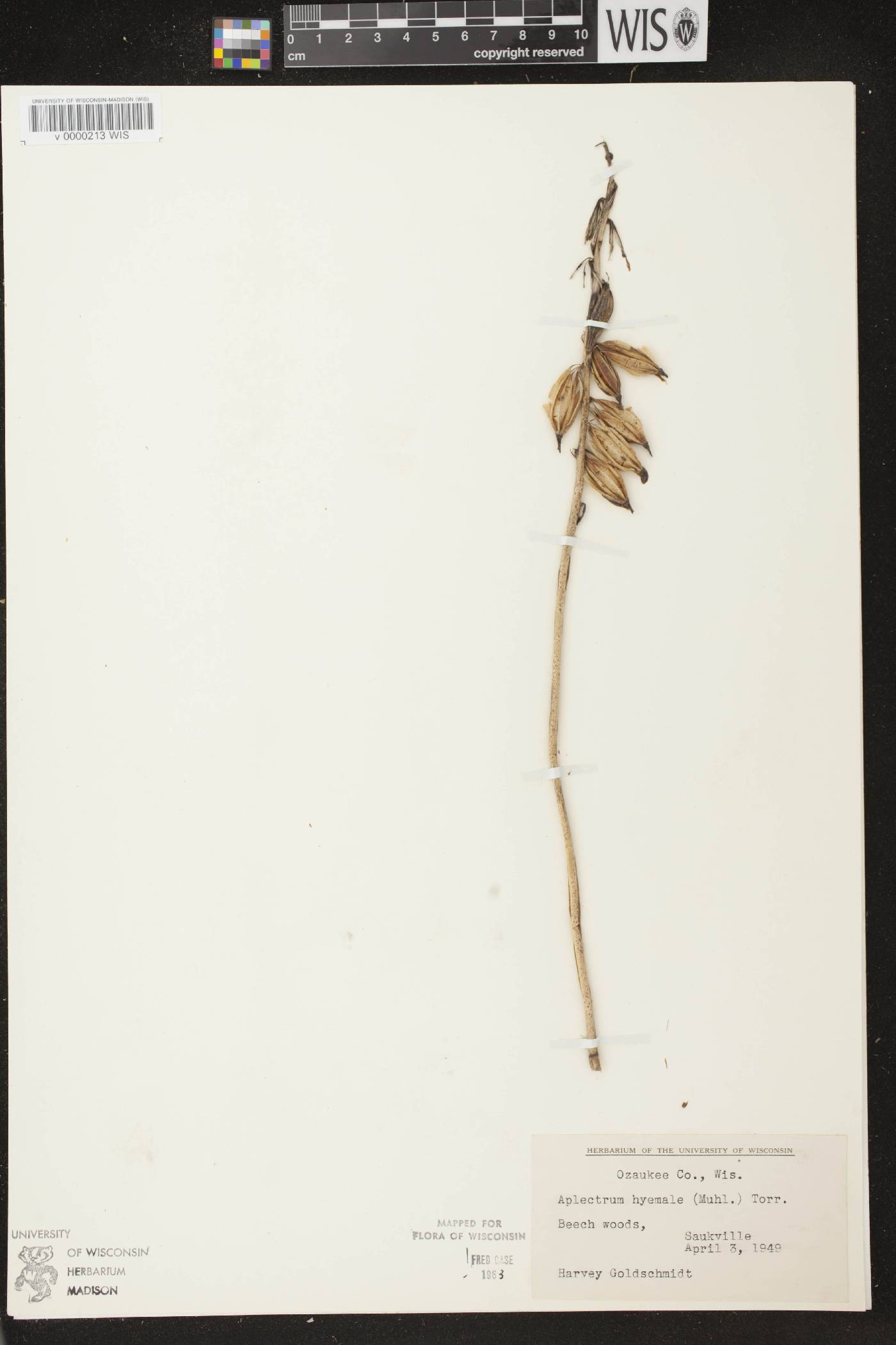 Aplectrum hyemale image