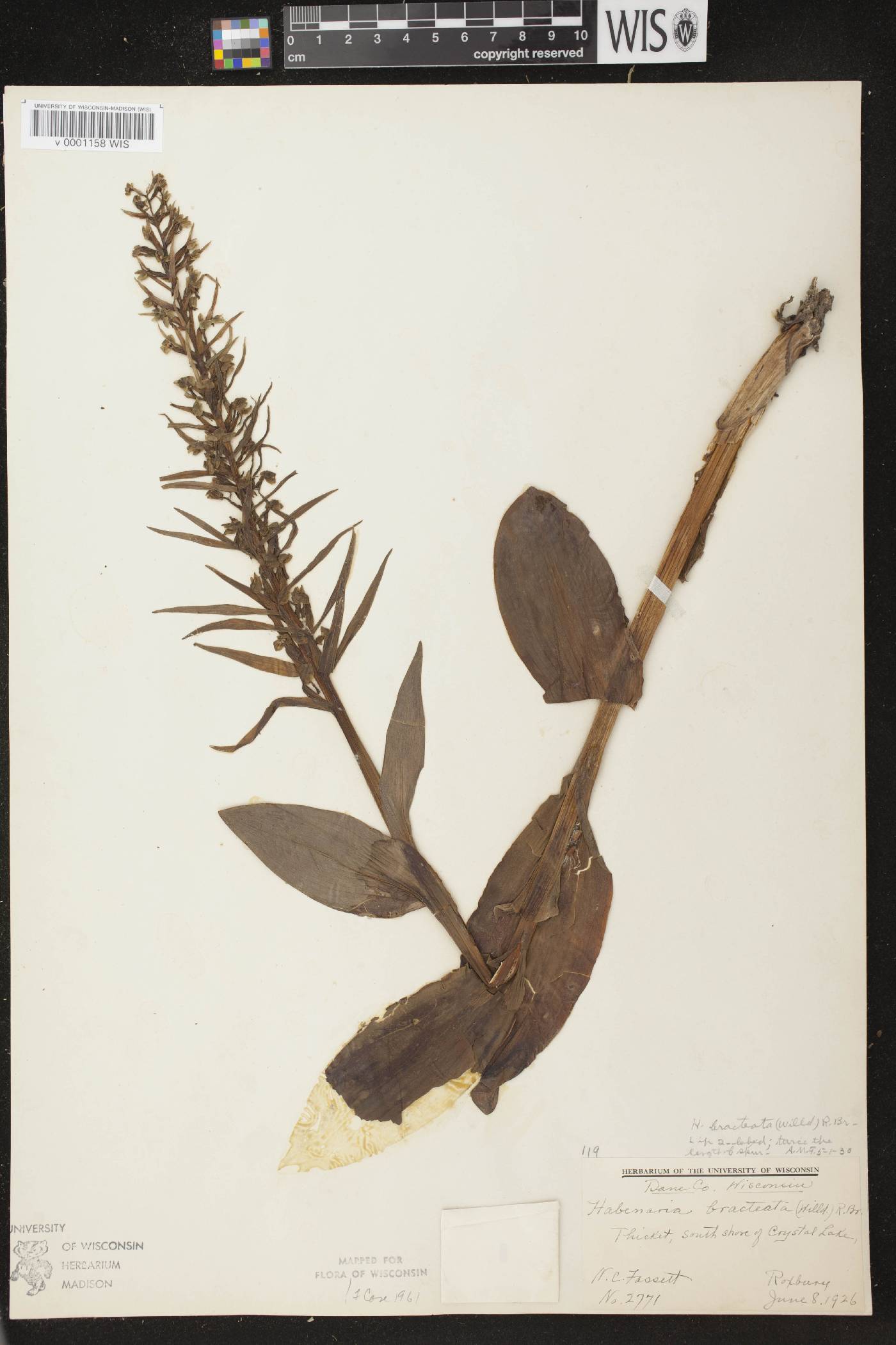 Coeloglossum viride var. virescens image