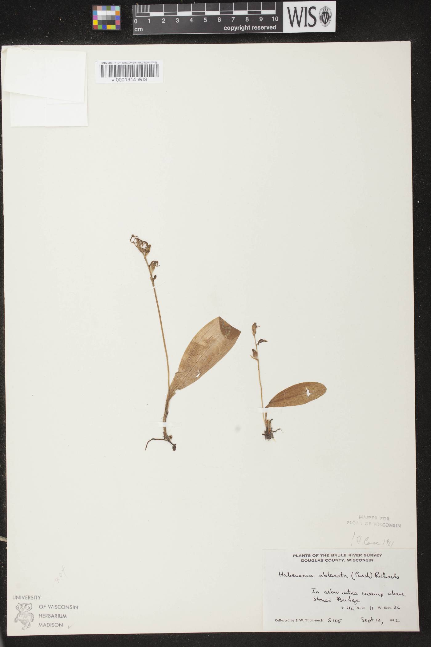 Platanthera obtusata image