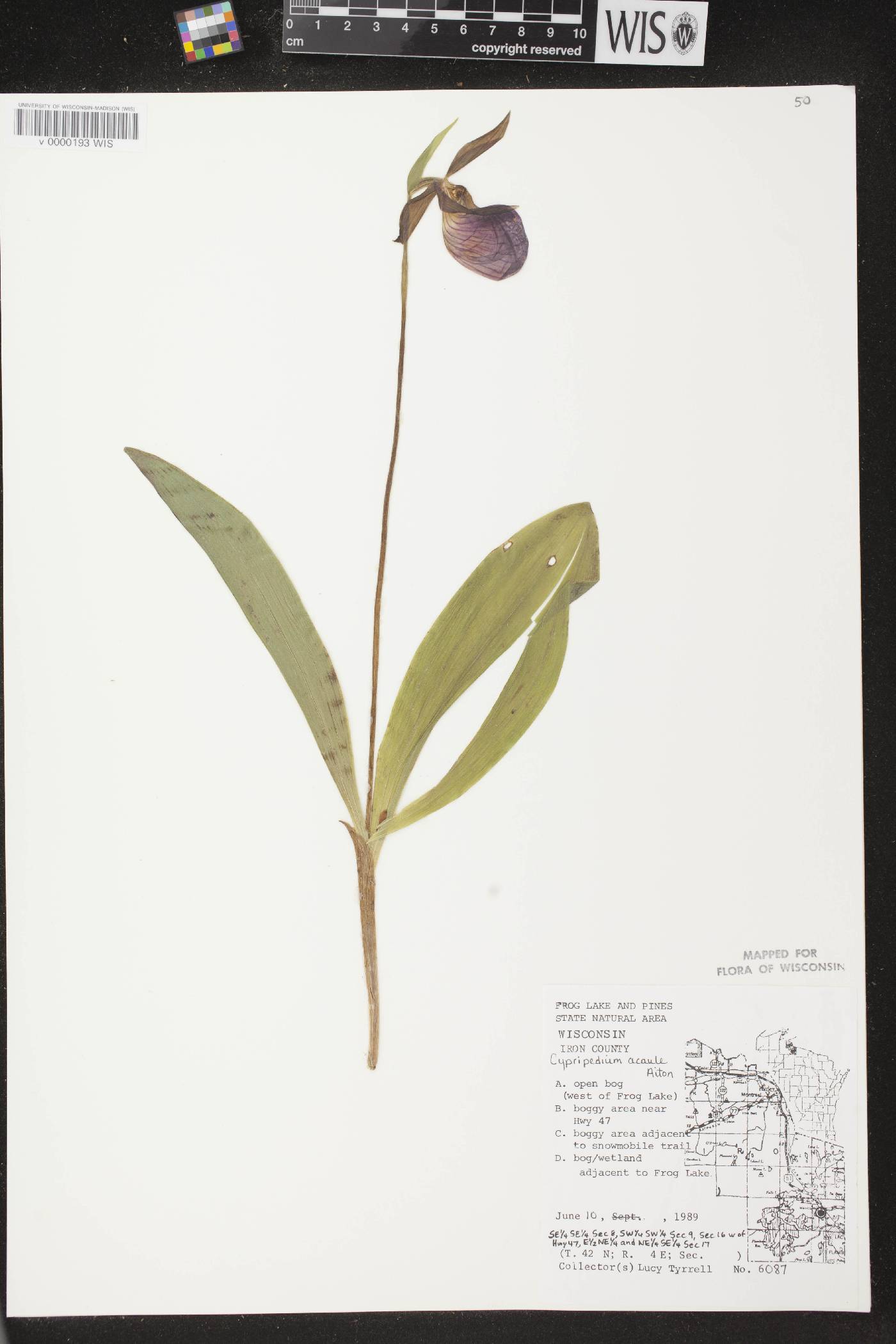 Cypripedium acaule image