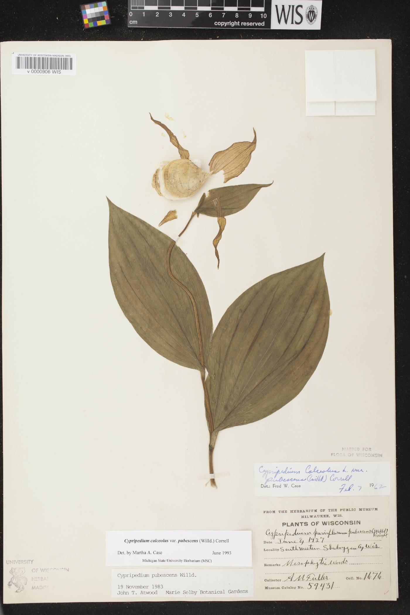 Cypripedium parviflorum image