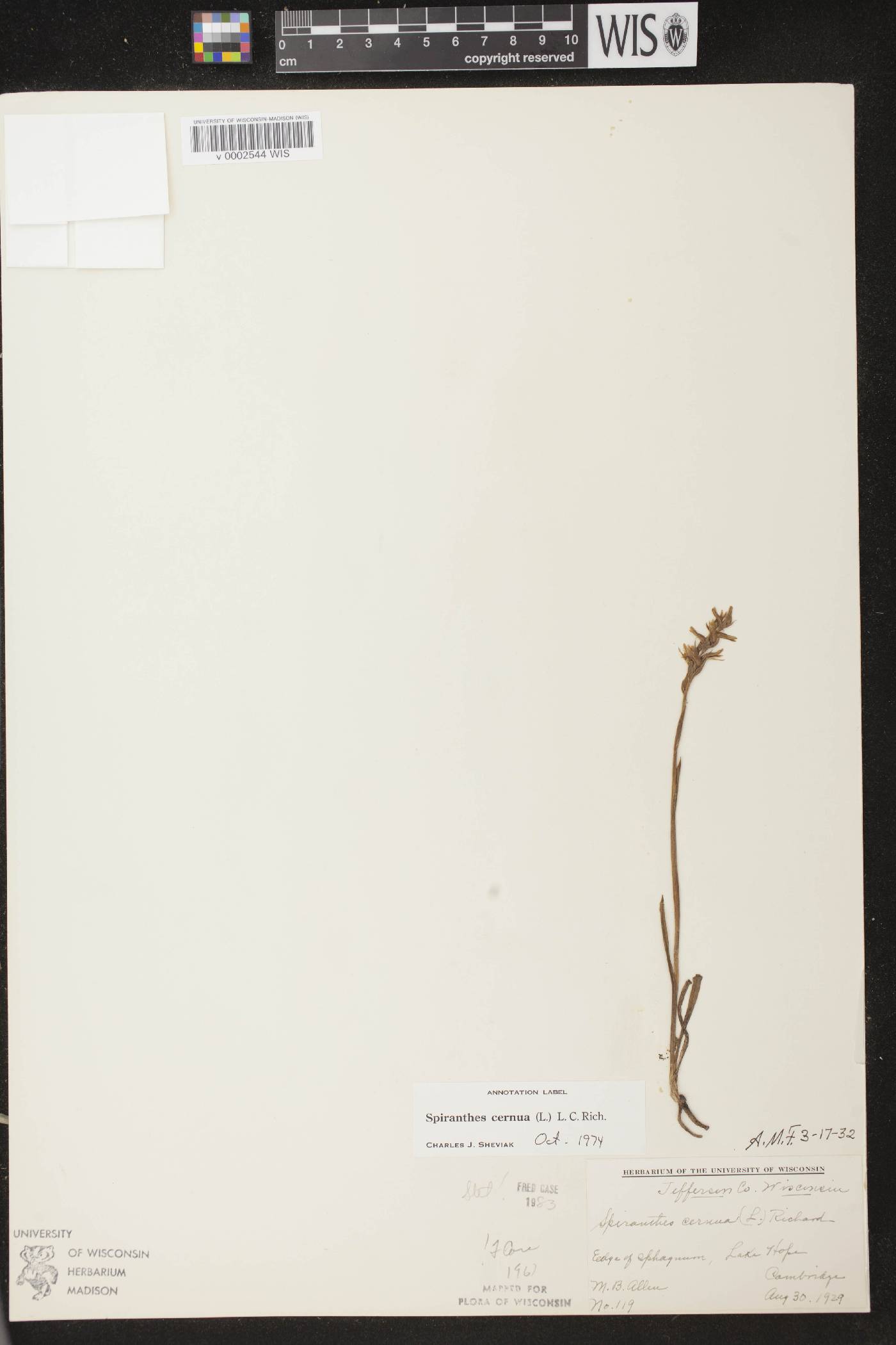 Spiranthes cernua image