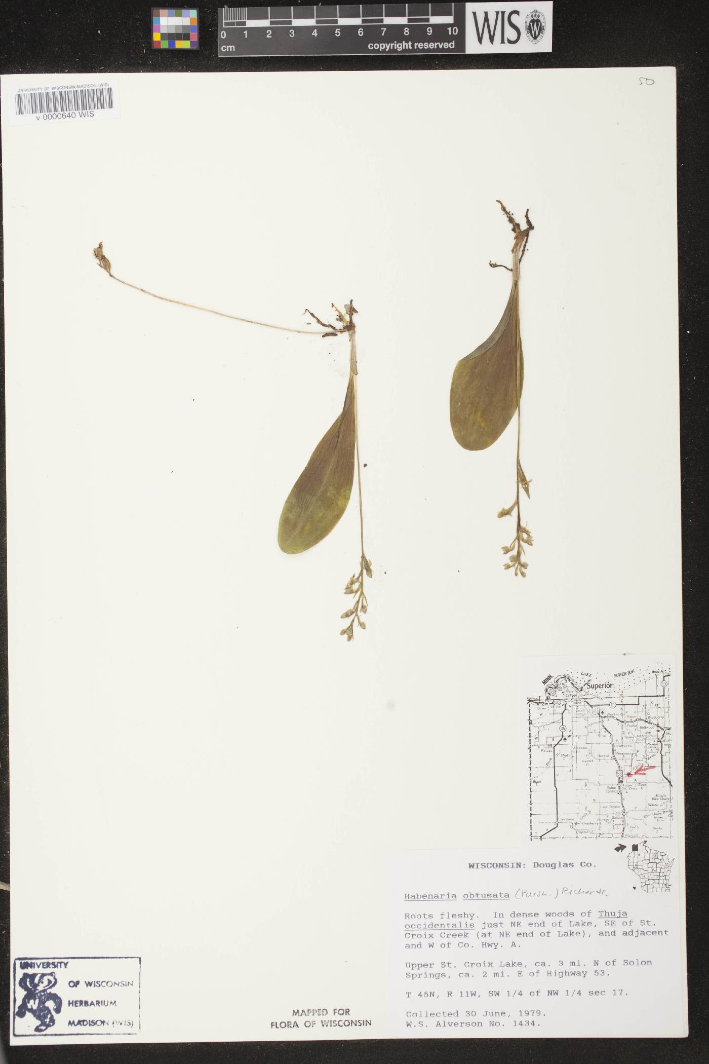 Platanthera obtusata image