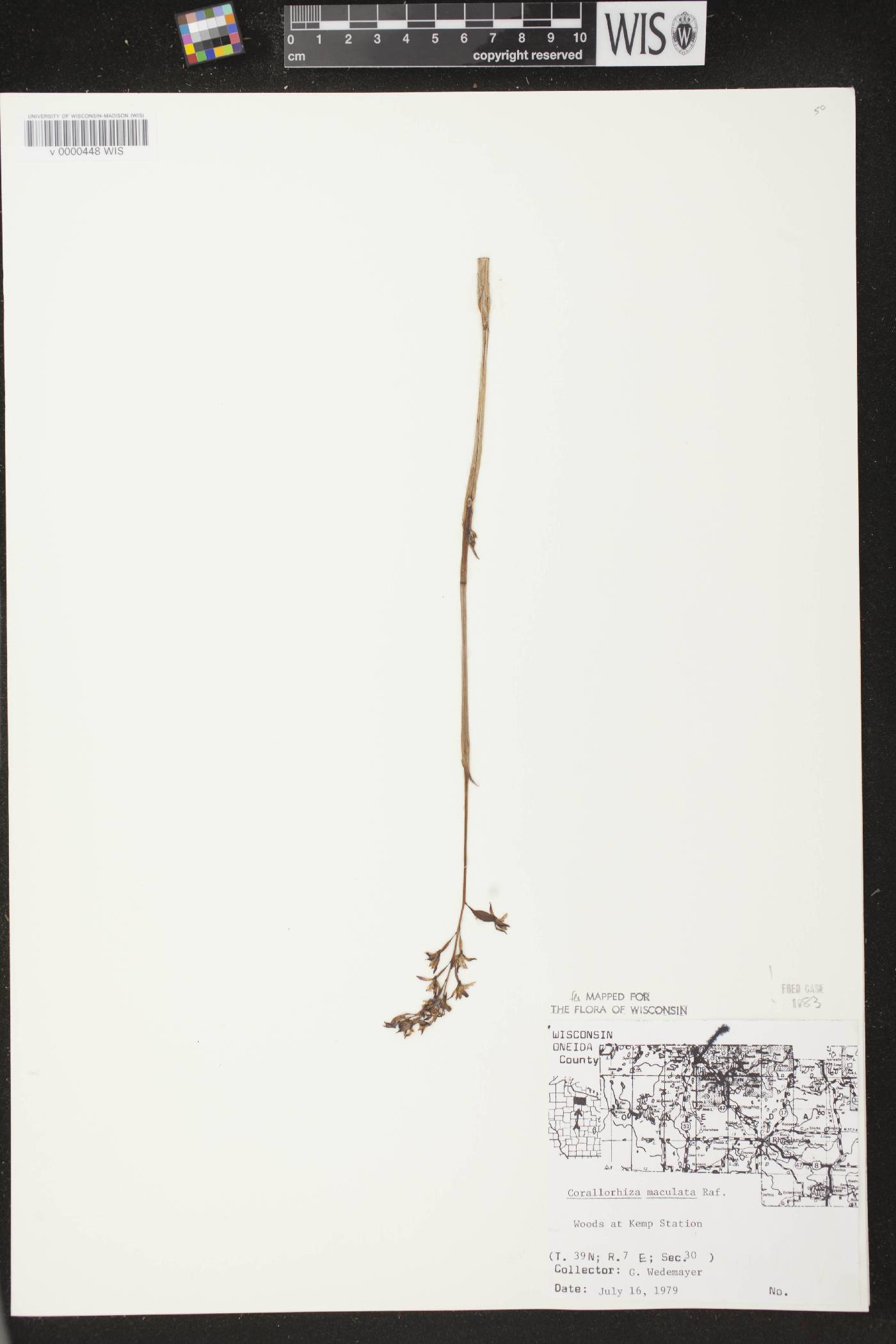 Corallorhiza maculata image
