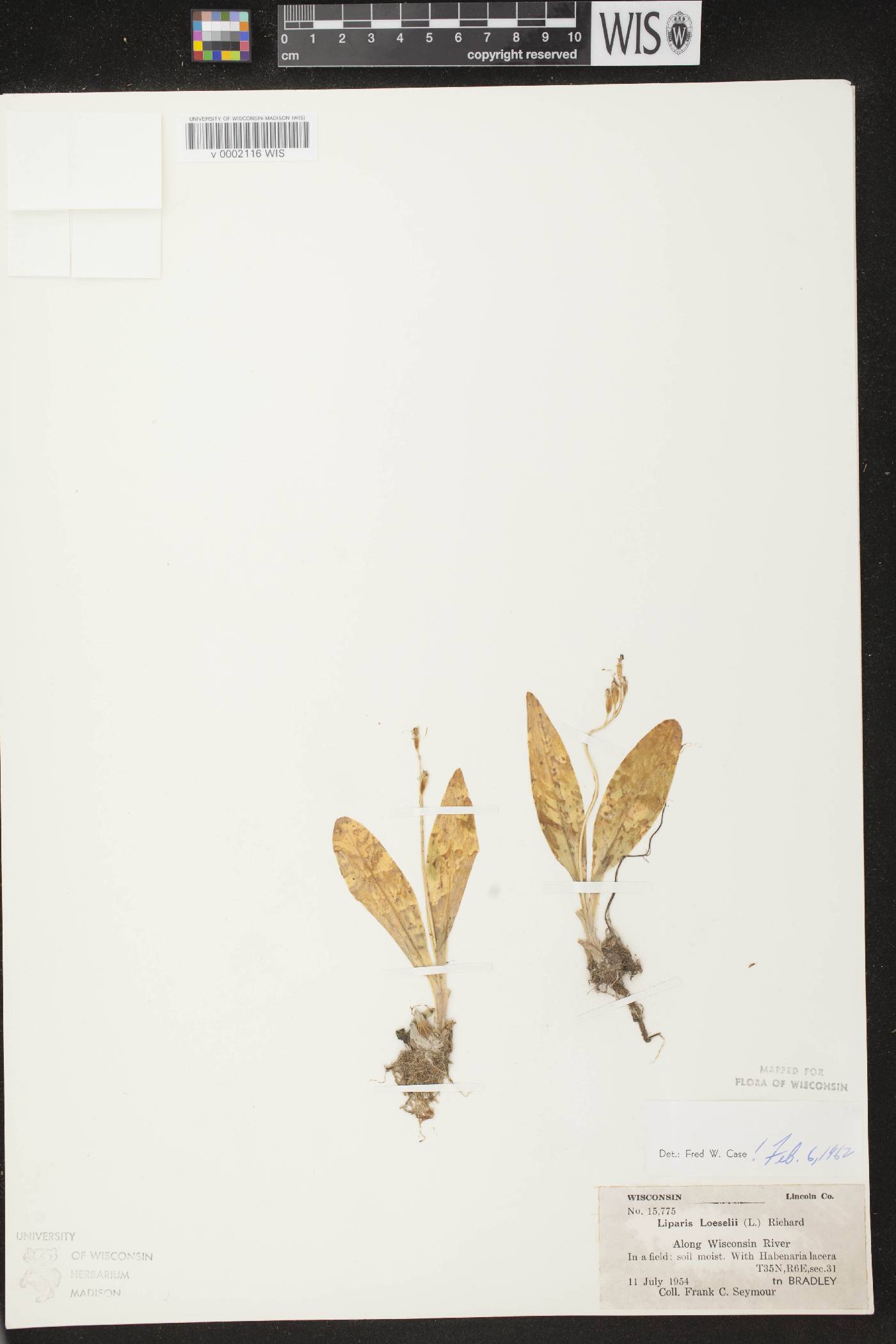 Liparis loeselii image
