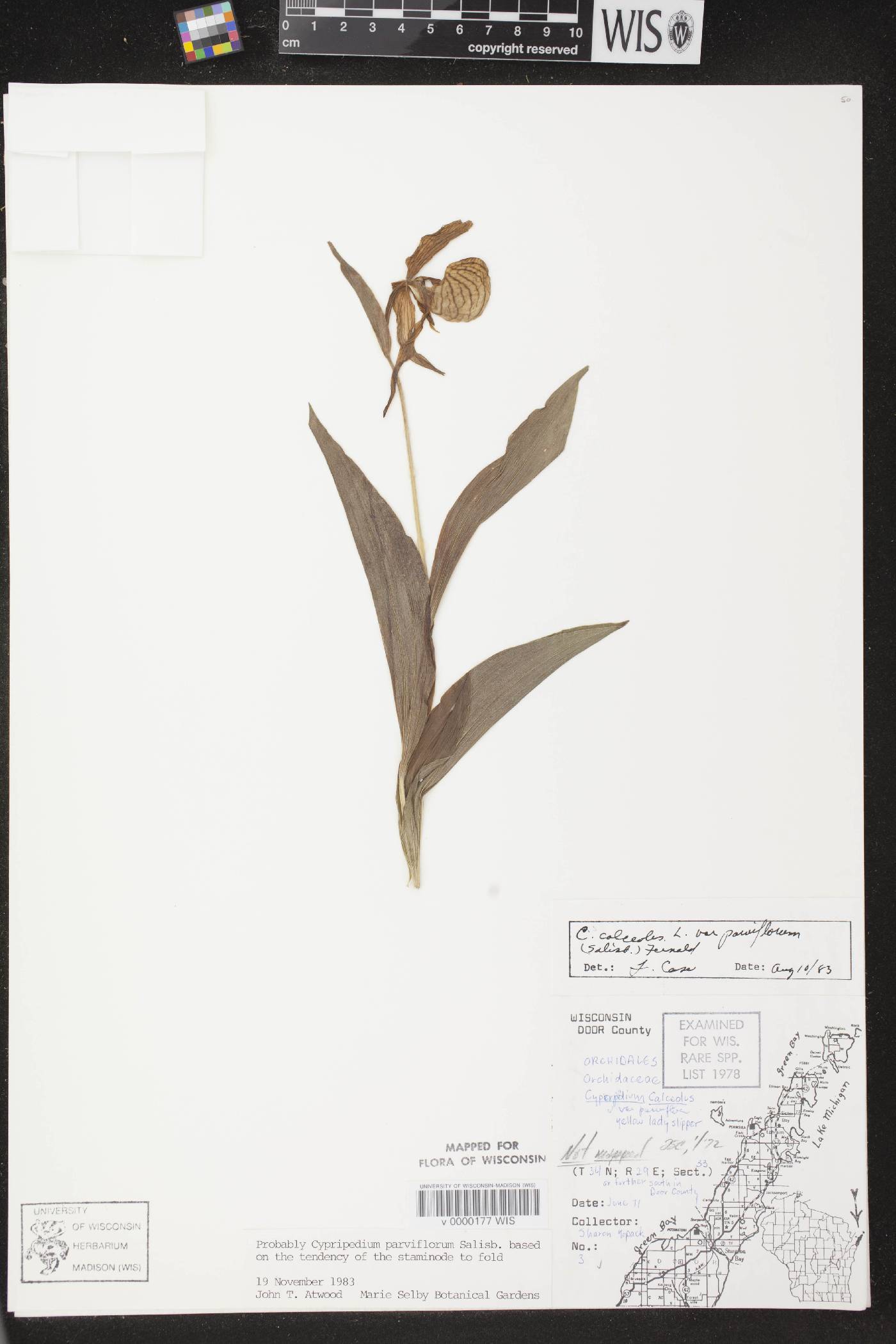 Cypripedium parviflorum var. makasin image