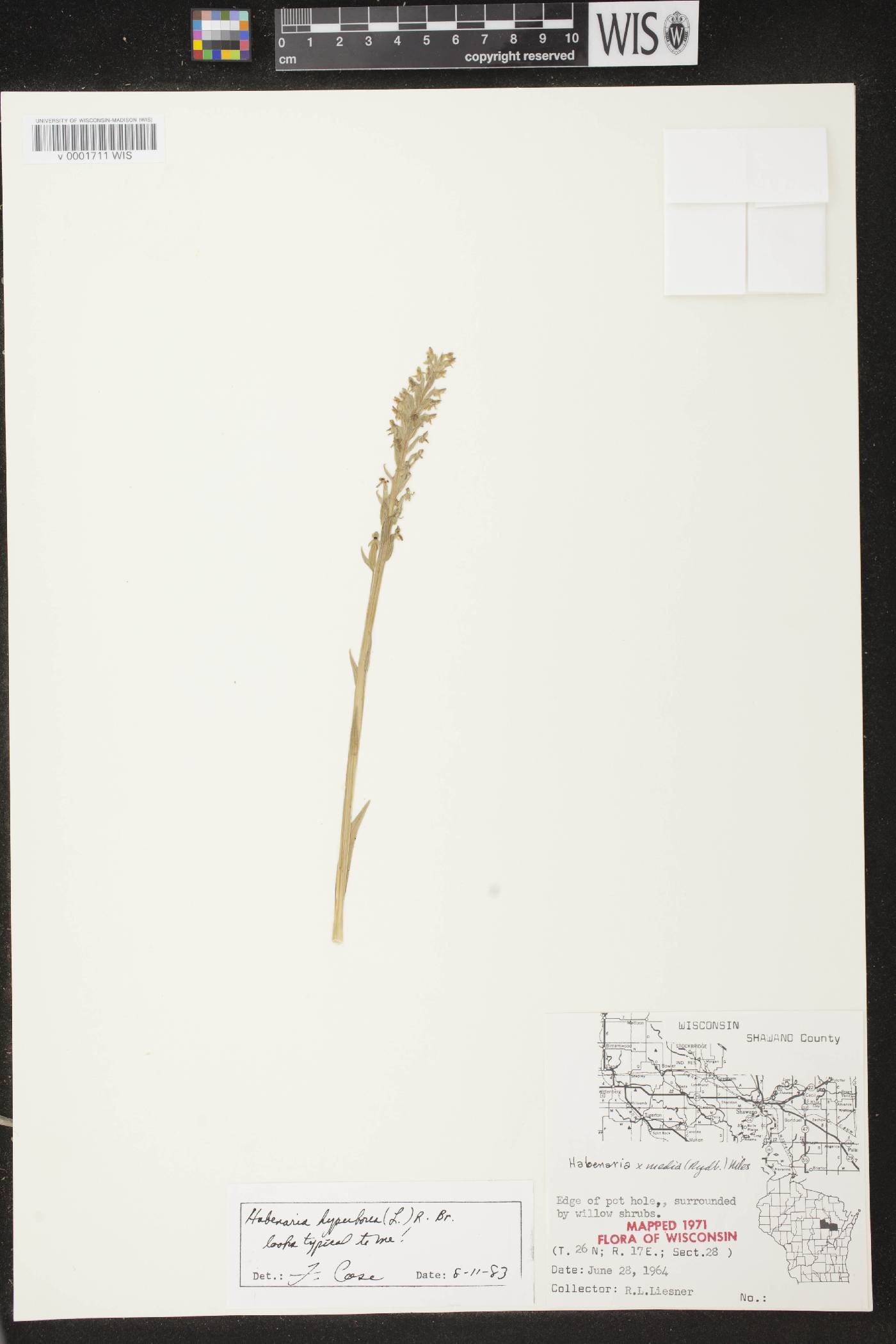 Platanthera huronensis image