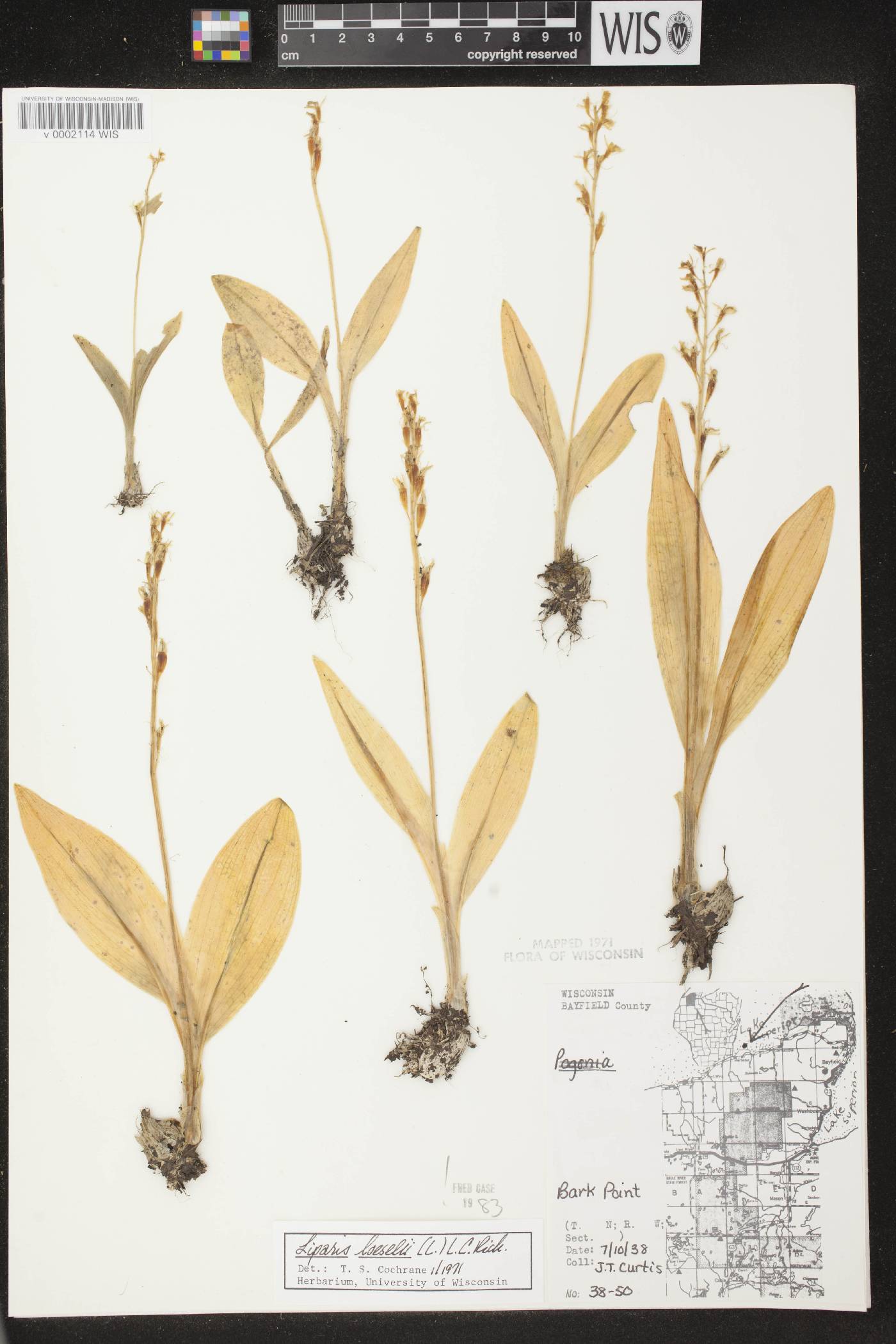 Liparis loeselii image