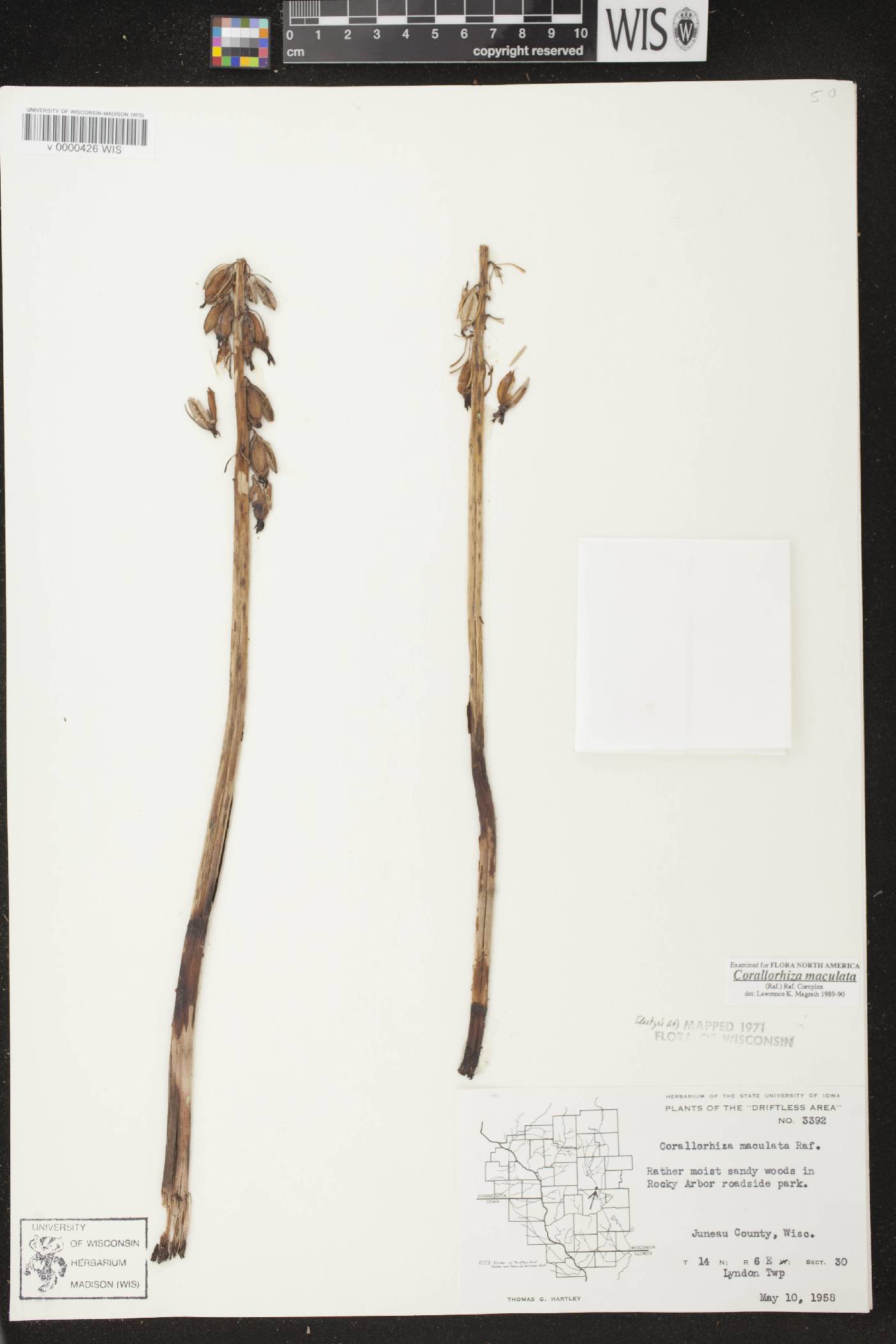 Corallorhiza maculata image