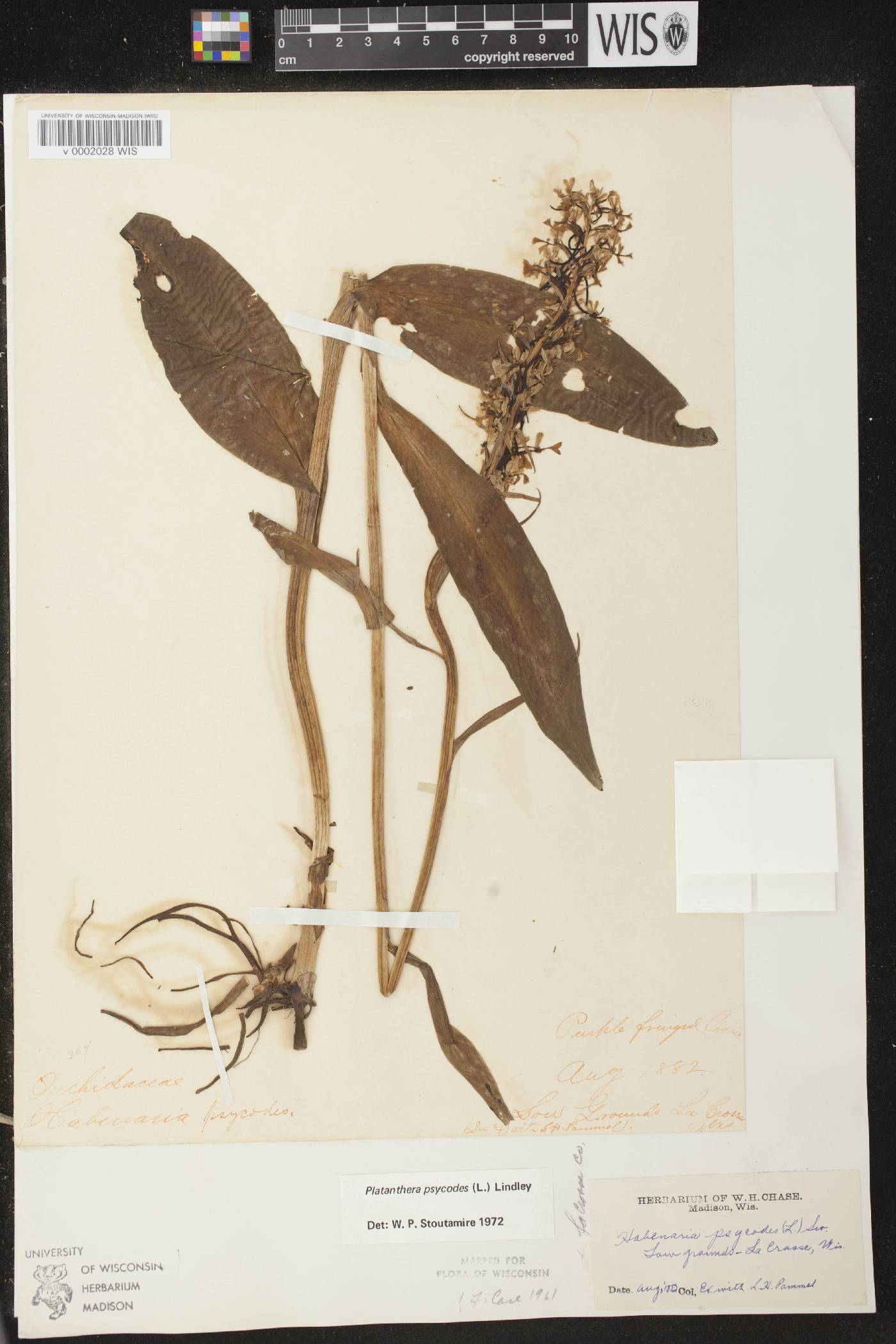 Platanthera psycodes image