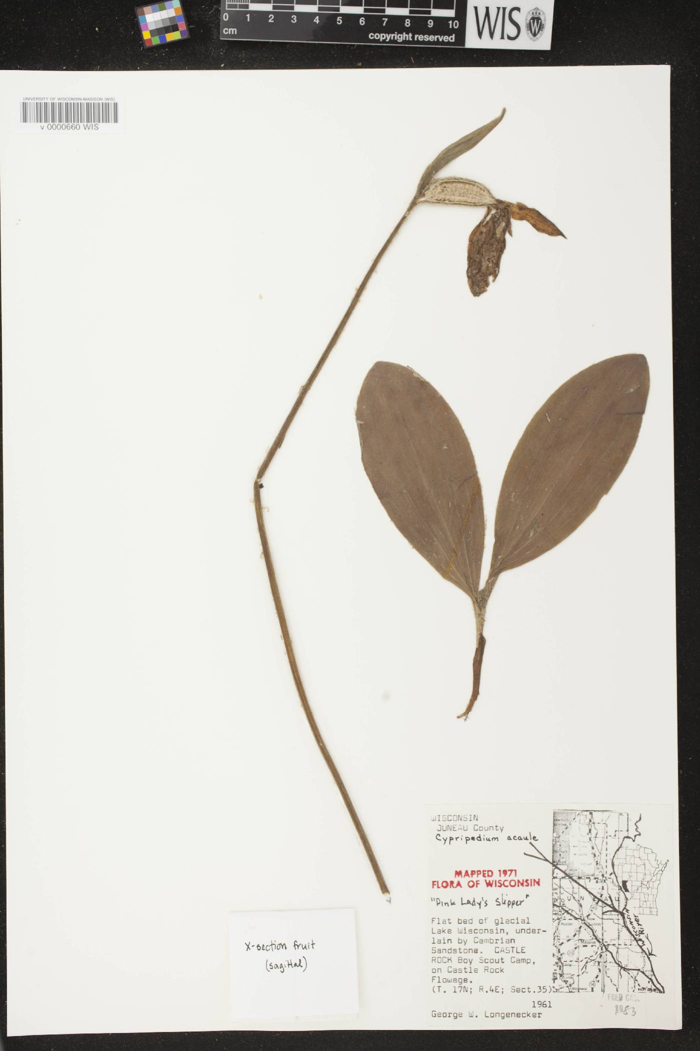 Cypripedium acaule image