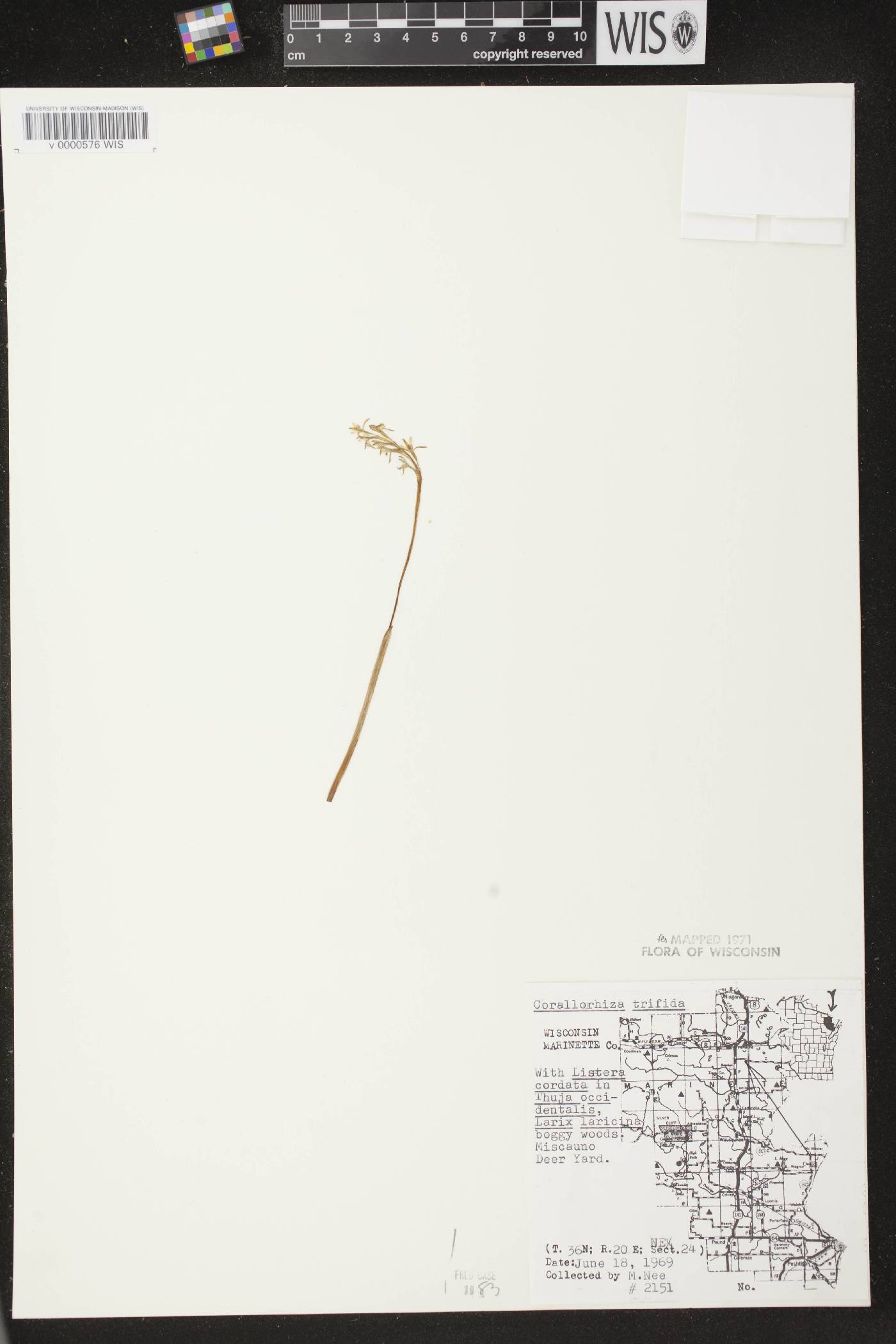 Corallorhiza trifida image