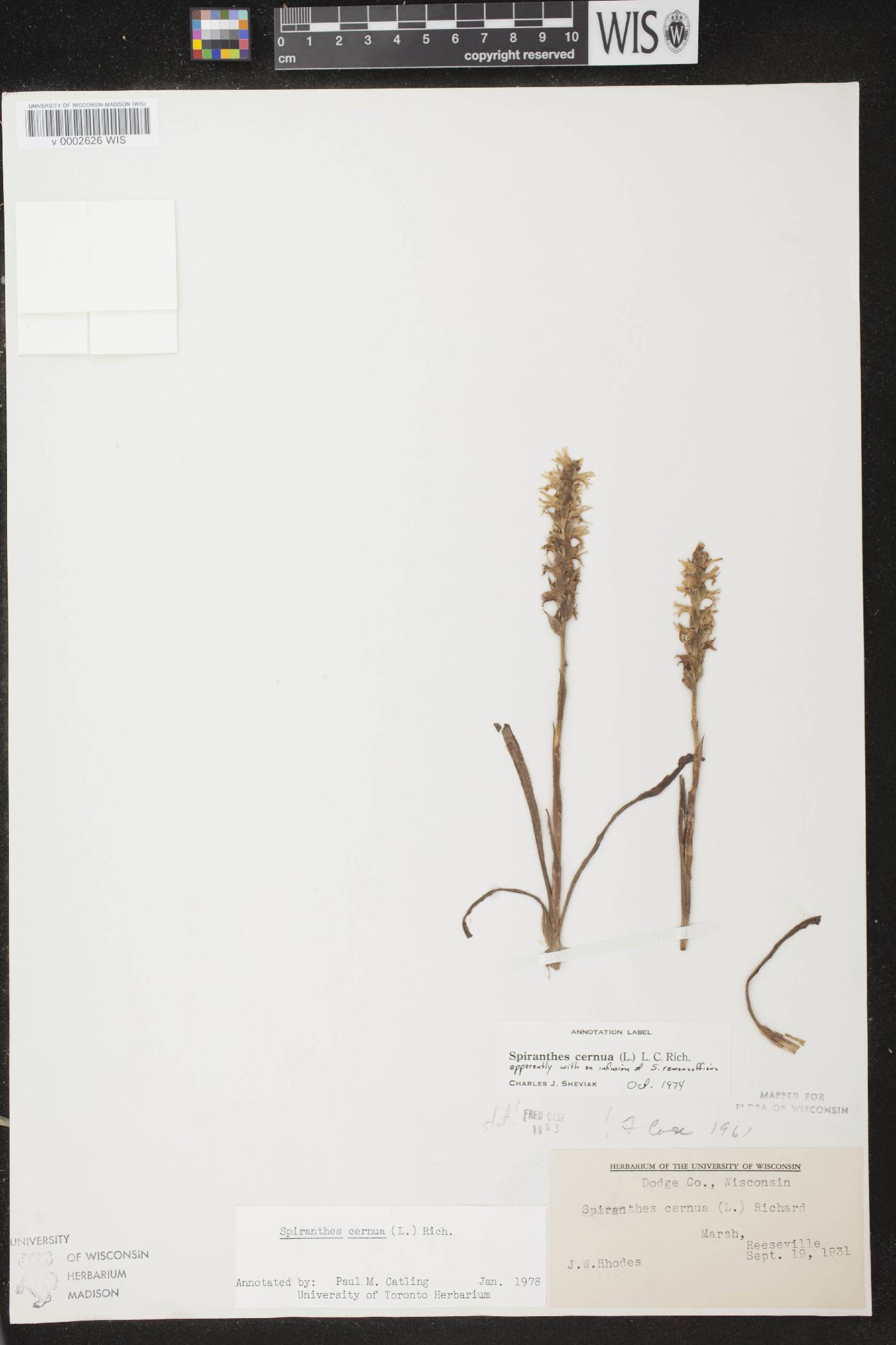 Spiranthes cernua image