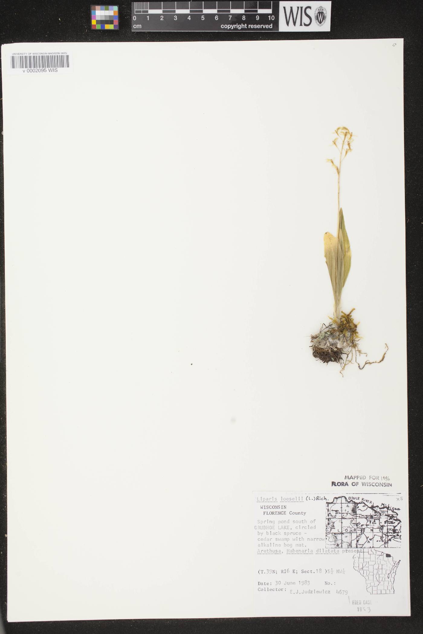 Liparis loeselii image
