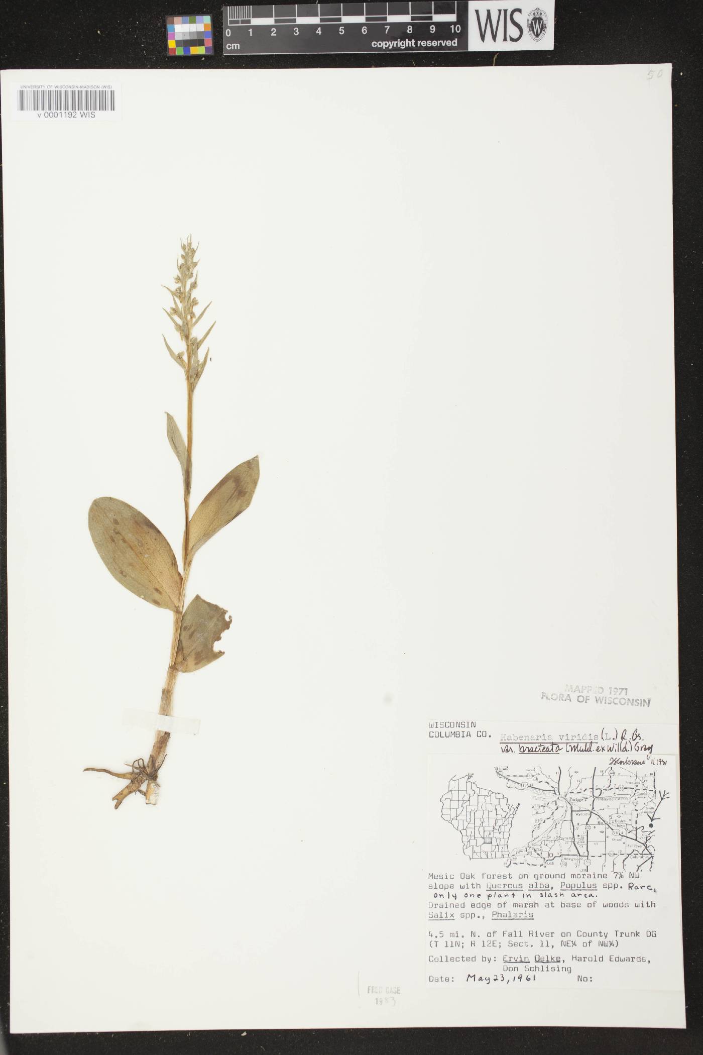 Coeloglossum viride var. virescens image