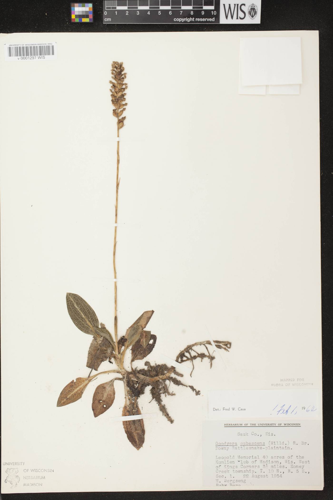 Goodyera pubescens image
