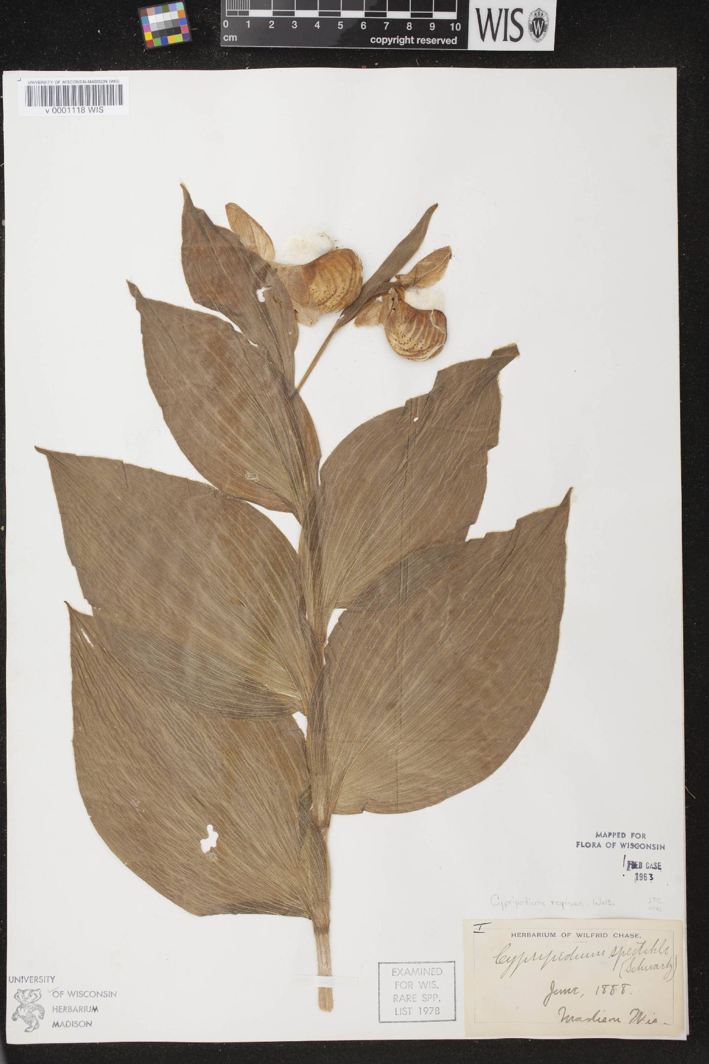 Cypripedium reginae image