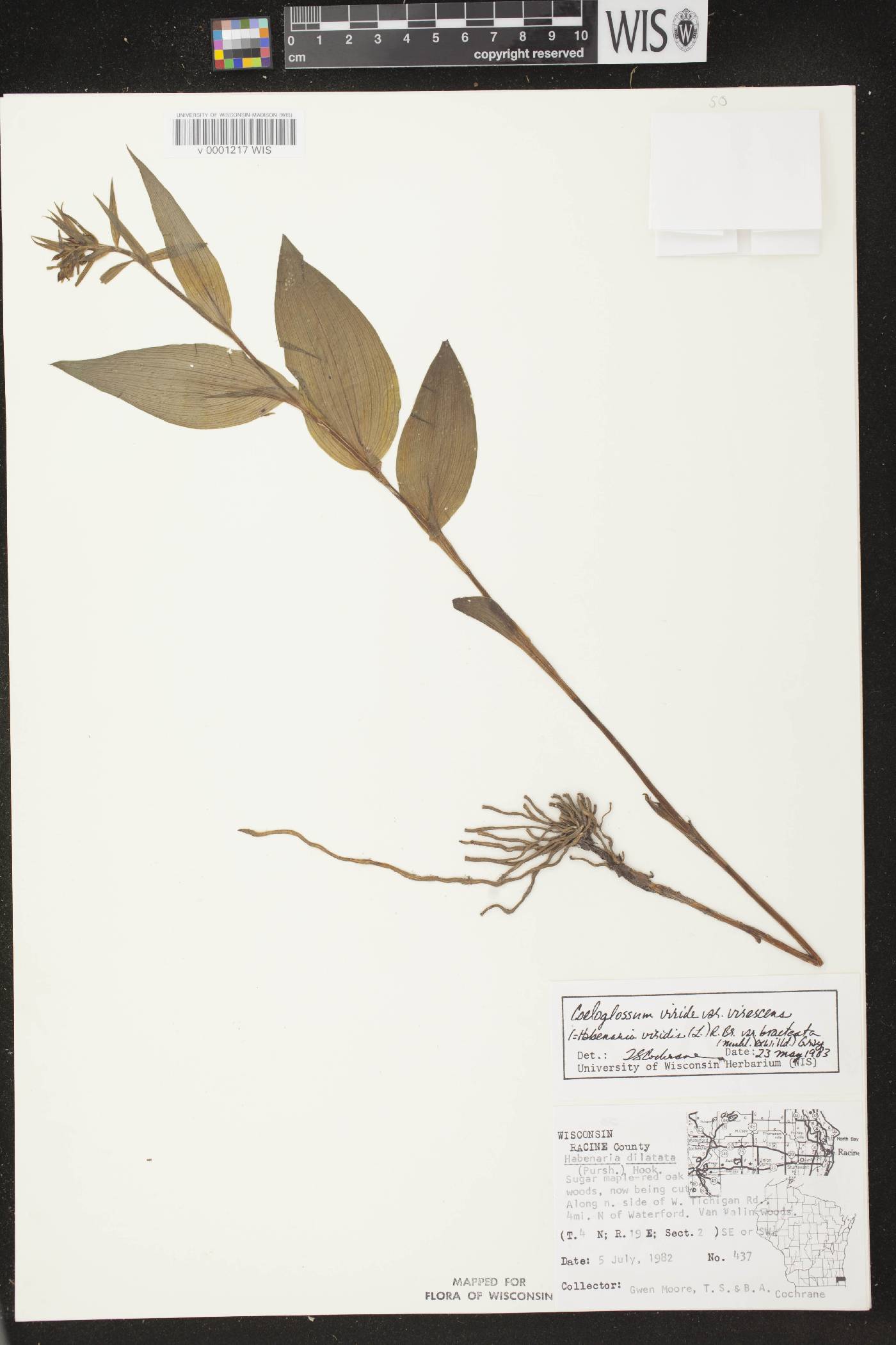 Coeloglossum viride var. virescens image