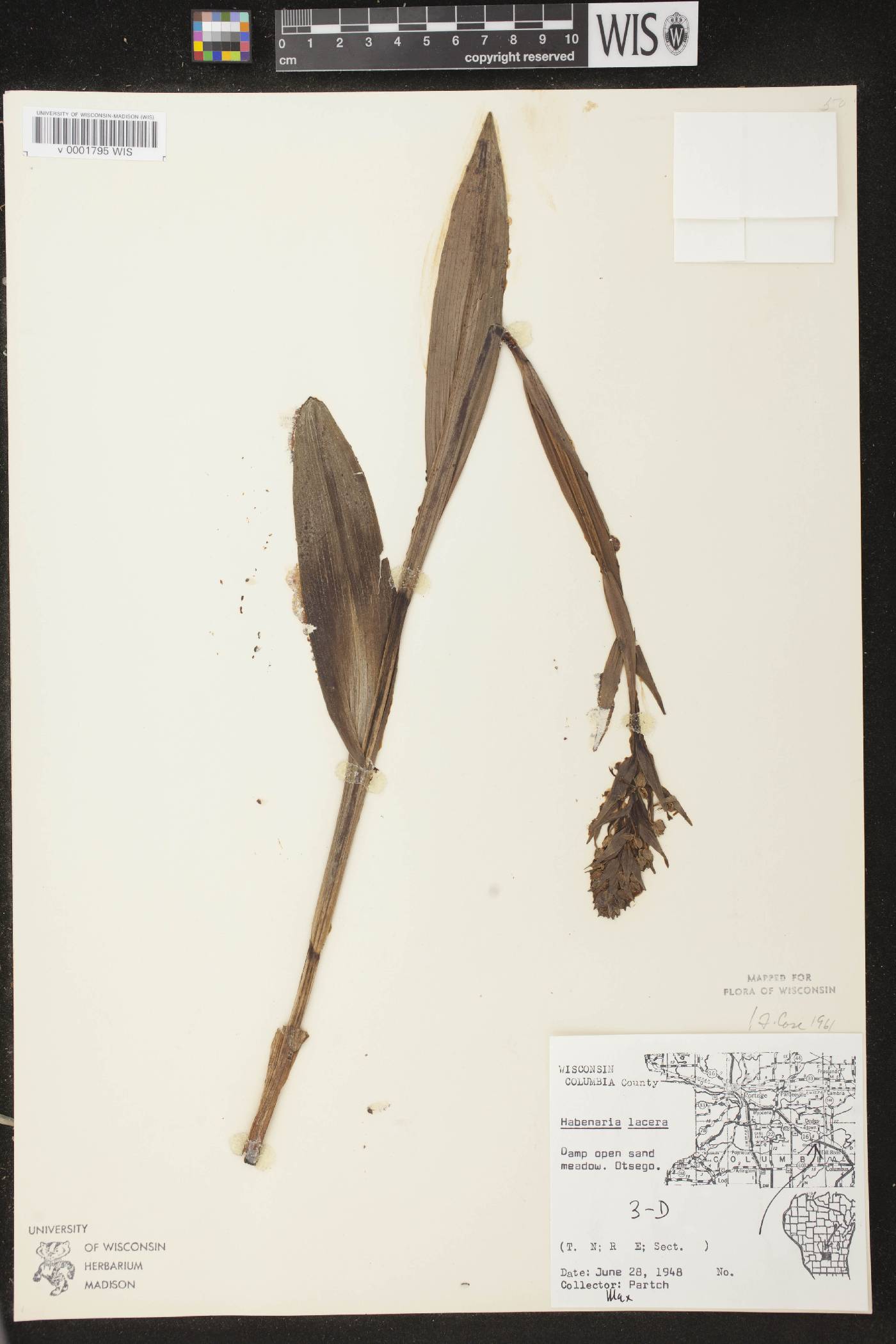 Platanthera lacera image