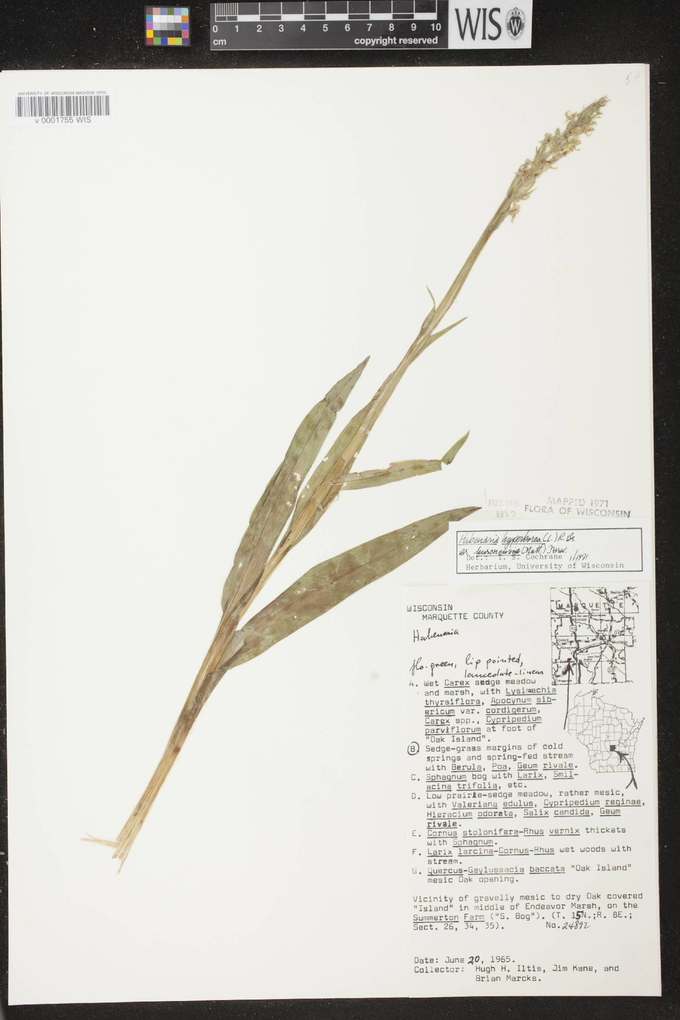 Platanthera huronensis image