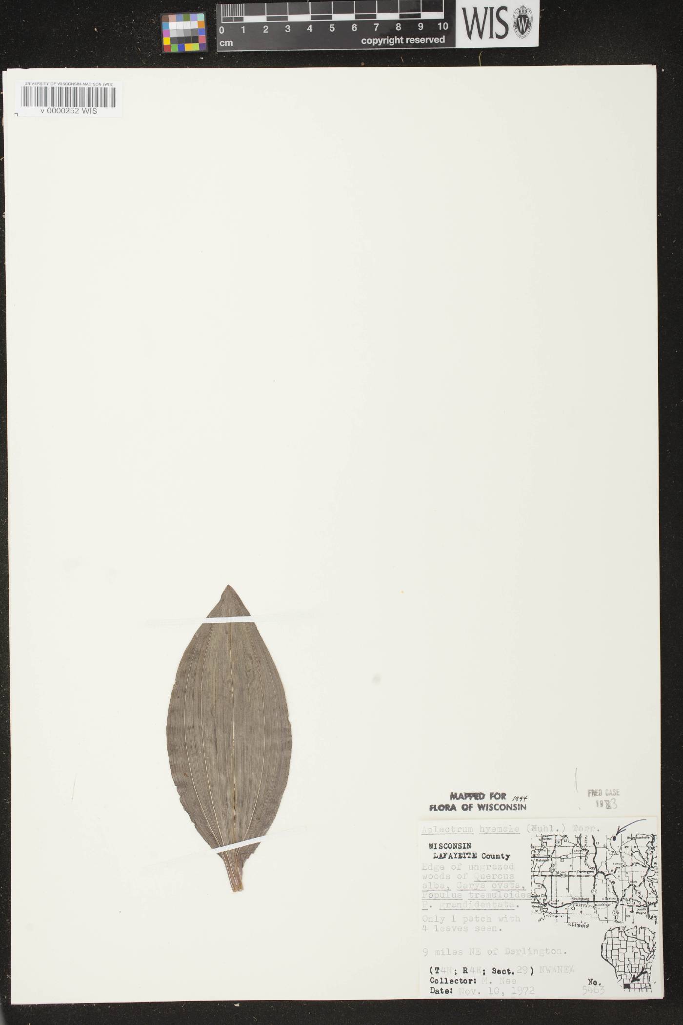 Aplectrum hyemale image